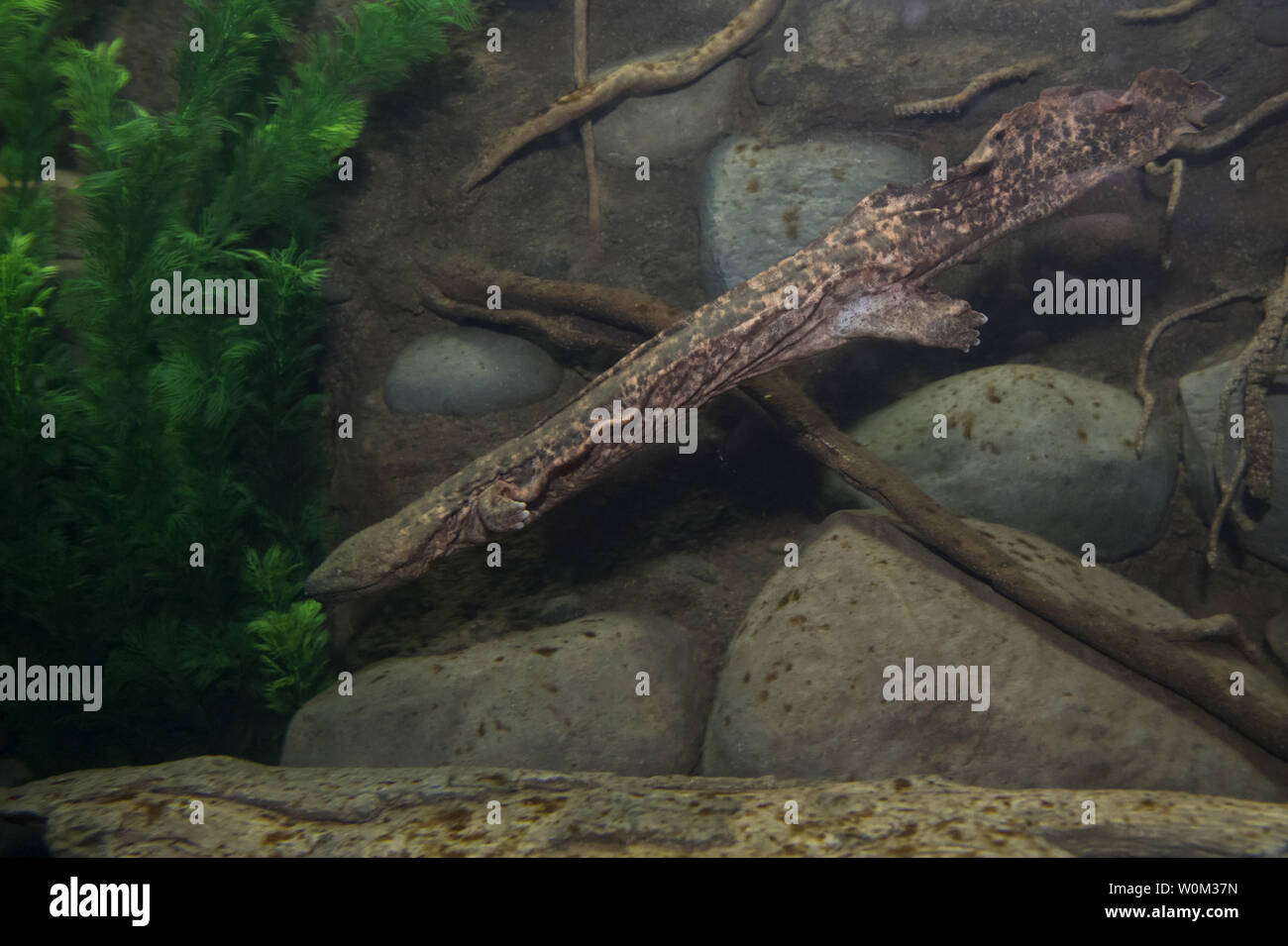 Dal 2009, personale al Wildlife Conservation Society il Bronx Zoo sono state lavorando dietro le quinte per salvare il hellbender orientale. Ora, questo elusivo salamander può essere visto in una nuova mostra allo zoo storico della casa del rettile inizio Aprile 26, 2017. Il hellbender orientale è una grande specie di salamandra nativo di acqua dolce di fiumi e torrenti in Nord America Orientale. Lo stato di New York elenca i hellbender come una specie di particolare preoccupazione. Le popolazioni sono in declino a causa di diversi fattori tra cui oltre chytrid fungo, inquinamento delle acque e la distruzione degli habitat. Foto di Julie Larsen Maher/WC/UPI Foto Stock