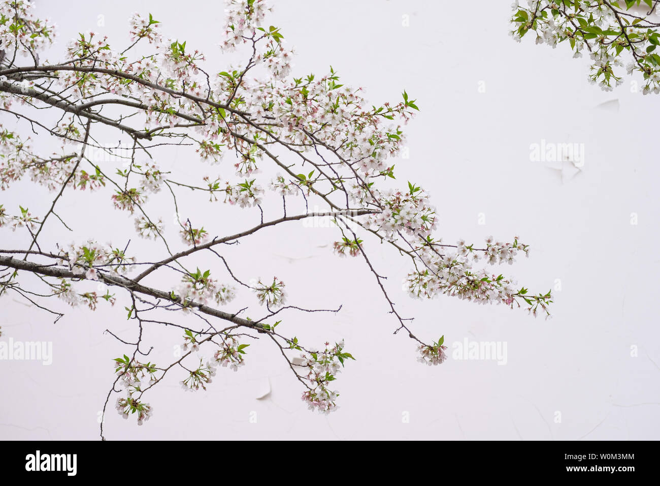Fiori Ciliegio al tempio Hanshan a Suzhou Foto Stock