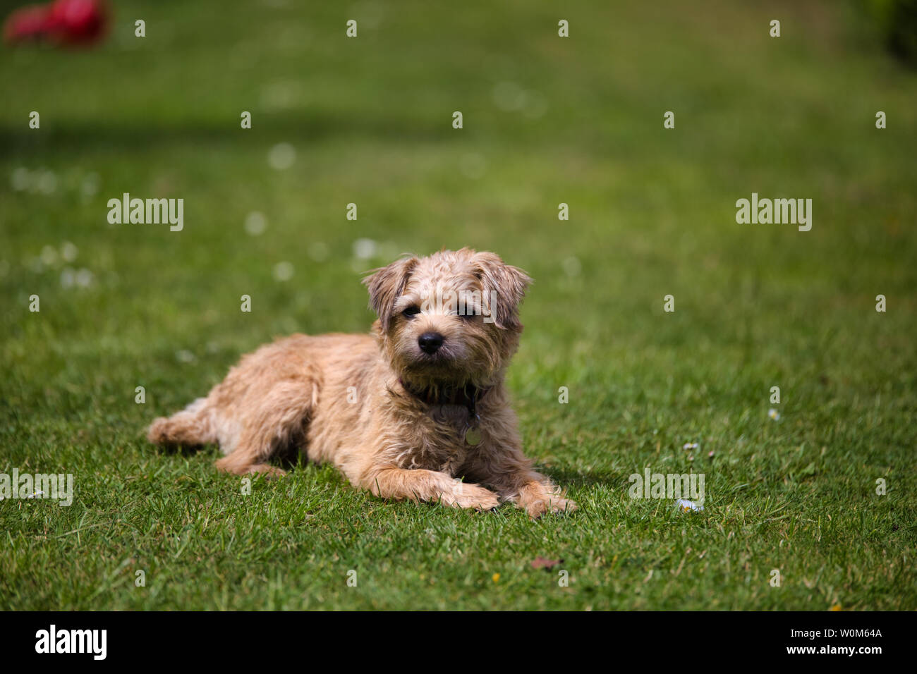 Border Terrier, cute cane,cucciolo. Una rara bionda border terrier cucciolo, cercando carino, curiosi Foto Stock