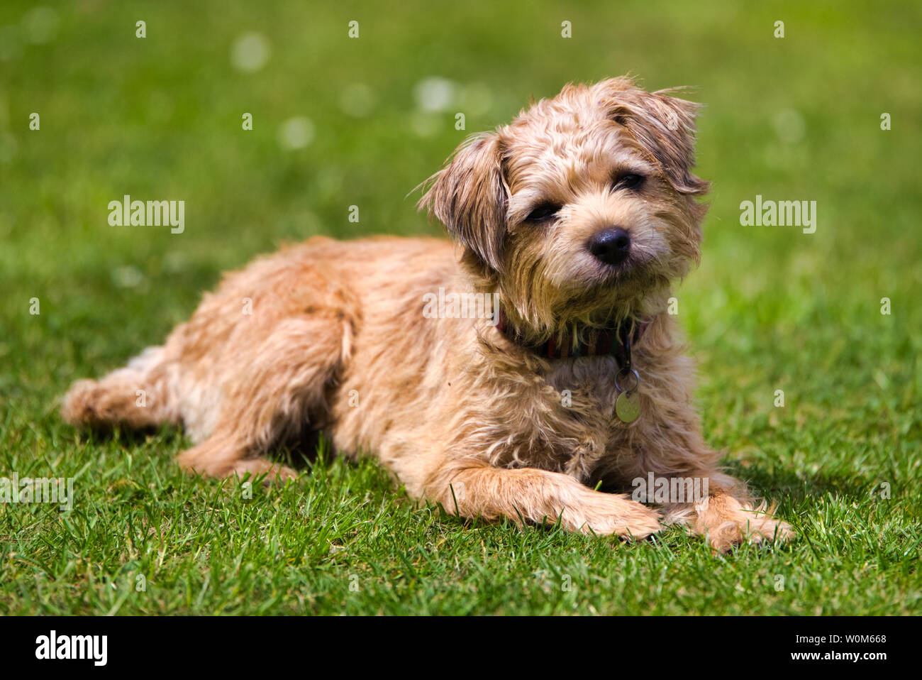 Border Terrier, cute cane,cucciolo. Una rara bionda border terrier cucciolo, cercando carino, curiosi Foto Stock