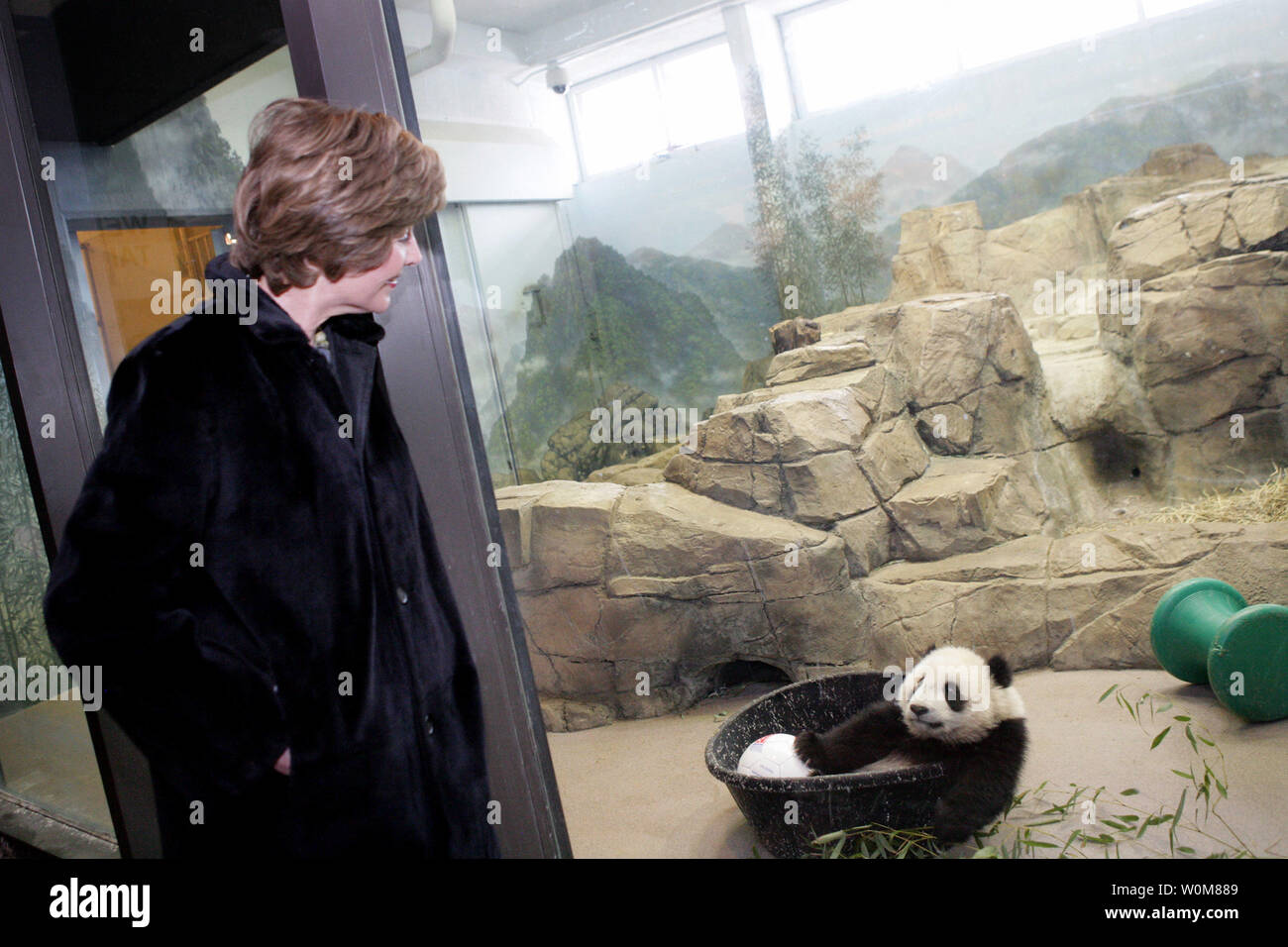 Laura BushÊwatchesÊbaby Panda Gigante, ÊTai Shan, riprodurre il 14 febbraio 2006, presso l'SmithsonianÊNational Zoological Park a Washington,ÊDC.ê il panda gigante isÊ7 mesi e pesa oltre 33lbs.Ê (UPI foto/Shealah Central Plaza Hotel/Casa bianca) Foto Stock