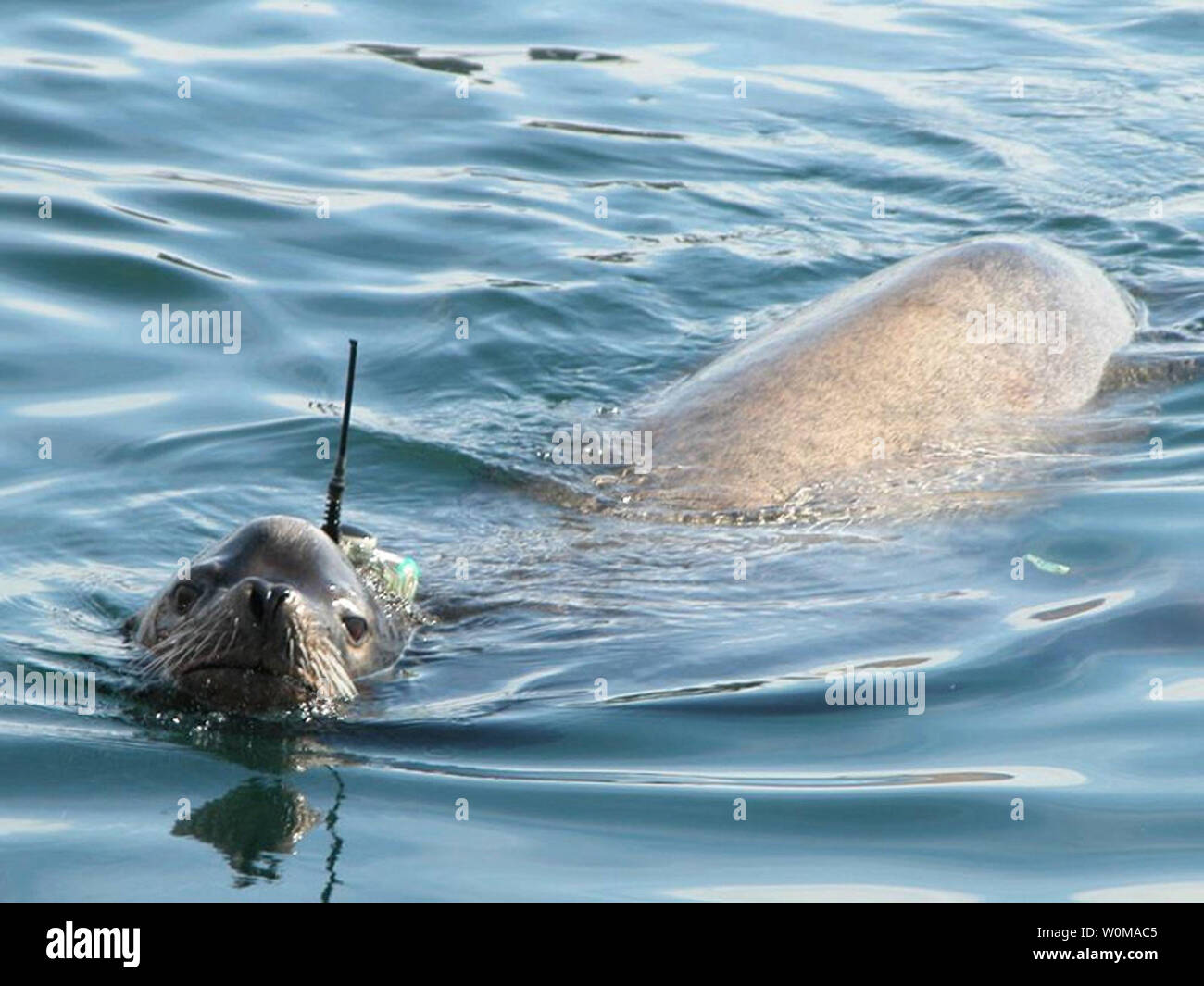 Un maschio di leone marino condivide la sua esperienza e conoscenza dell'oceano con ricercatori tramite una targhetta elettronica al largo della costa della California il 6 febbraio 2007. Oltre a rintracciare gli animali, questi sensori anche raccogliere dati oceanografici, quali la temperatura e la salinità. Gli scienziati stanno cominciando a includere questa ricca fonte di informazioni in modelli di oceano fornendo nuove intuizioni sul funzionamento interno dell'oceano e la vita delle sue creature. (UPI foto/Mike Weise/NASA) Foto Stock