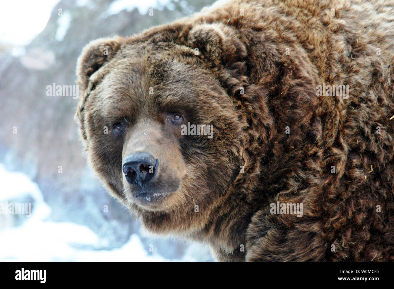 Nella foto in un documento non datato foto, Ahkiok, un 21-anno-vecchio Kodiak Bear, è stato trovato morto nella sua tana a Indianapolis Zoo alle 7 del mattino del 11 giugno 2008. L'orso è causa di morte è segnalato per essere le cause naturali. Ahkiok nacque a Pittsburgh Zoo nel 1987 ed era stato a Zoo di Indianapolis dal 1988. La terra più grande carnivoro, Kodiak maschi può essere di dieci metri di altezza e pesare fino a 1.800 libbre. In primo luogo solitario nel selvaggio, Kodiak bears tipicamente live fino a un massimo di venticinque anni. (UPI foto/Indianapolis Zoo) Foto Stock
