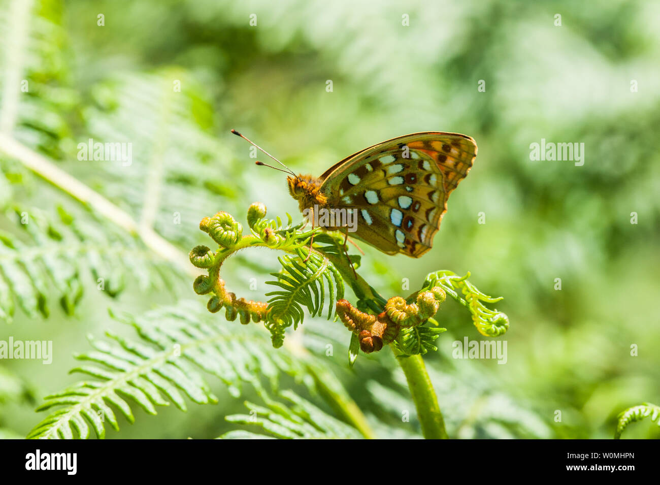 Alta Brown Fritillary butterfly poggiante su bracken frond Foto Stock