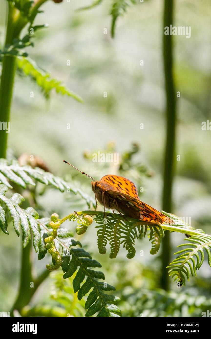 Alta Brown Fritillary butterfly poggiante su bracken frond Foto Stock