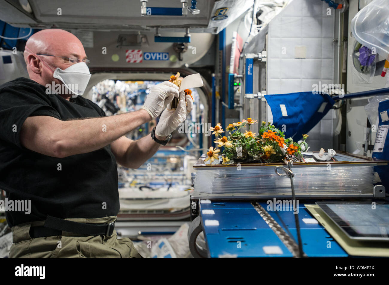 L'astronauta della NASA Scott Kelly raccolte lo spazio-zinnias cresciuto per il giorno di San Valentino il 14 febbraio 2016. I fiori sono stati cresciuti sulla Stazione Spaziale Internazionale come parte delle verdure inchiesta che potrebbe portare alla coltivazione di colture commestibili per i membri dell'equipaggio a lunga durata missioni spaziali. ..Parte della NASA umano Programma di ricerca, la missione di un anno sulla Stazione spaziale internazionale è uno sforzo congiunto tra Stati Uniti agenzia spaziale, l'agenzia Spaziale Federale Russa Roscosmos () e i loro partner internazionali. La missione è parte di un progetto di ricerca scientifica lo studio a lungo termine e del volo spaziale Foto Stock