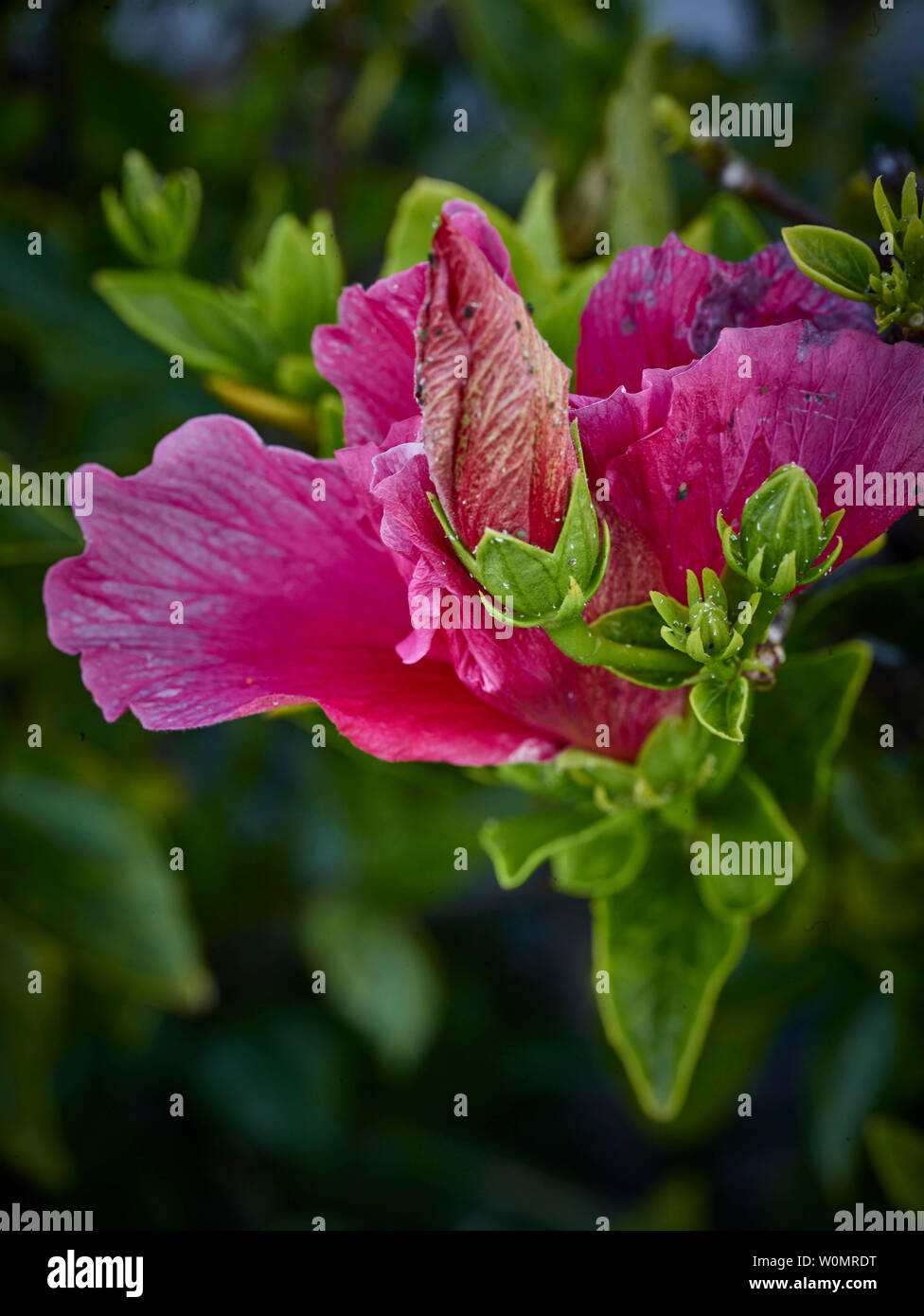 Fiori di ibisco e bud sull'arbusto, close-up fotografia della natura, Funchal, Madeira, Portogallo, Unione Europea Foto Stock