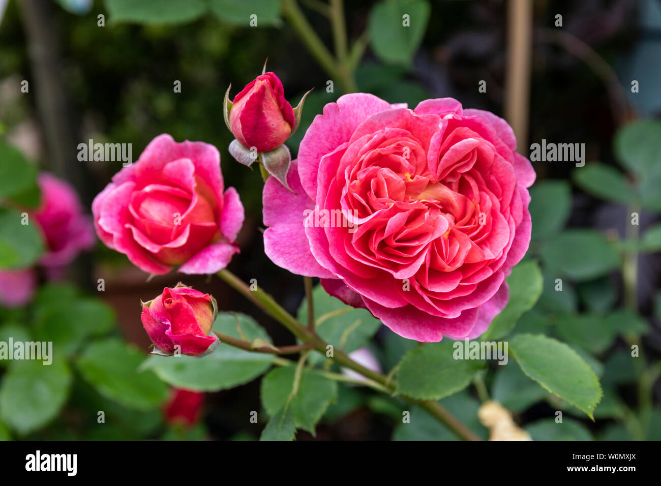 Primo piano di una rosa - Rosa Boscobel fiorita in un giardino inglese, Regno Unito Foto Stock
