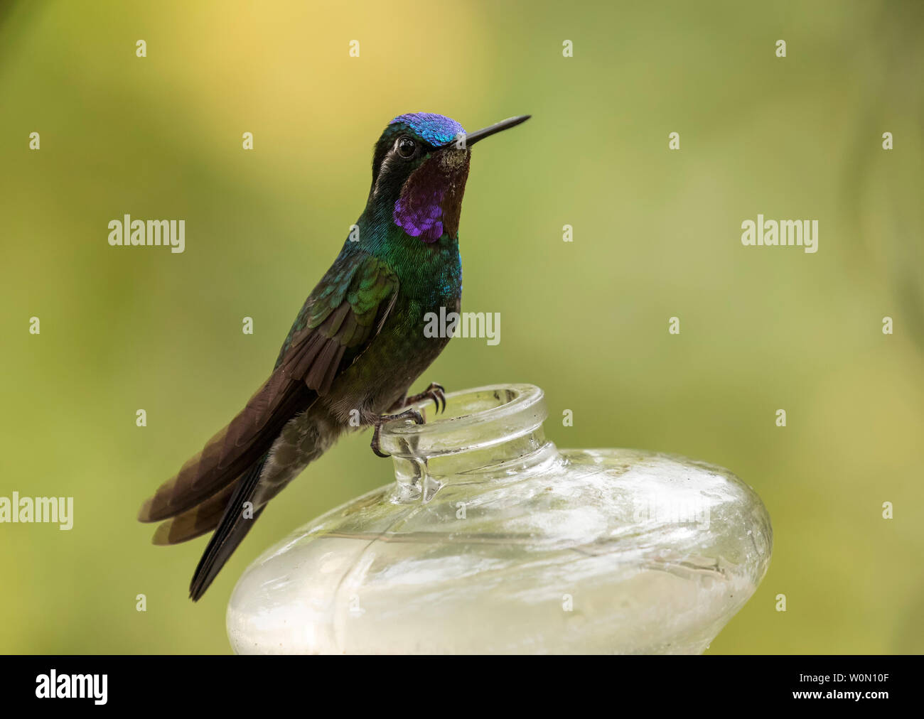 Magnifica Hummingbird su alimentatore Foto Stock
