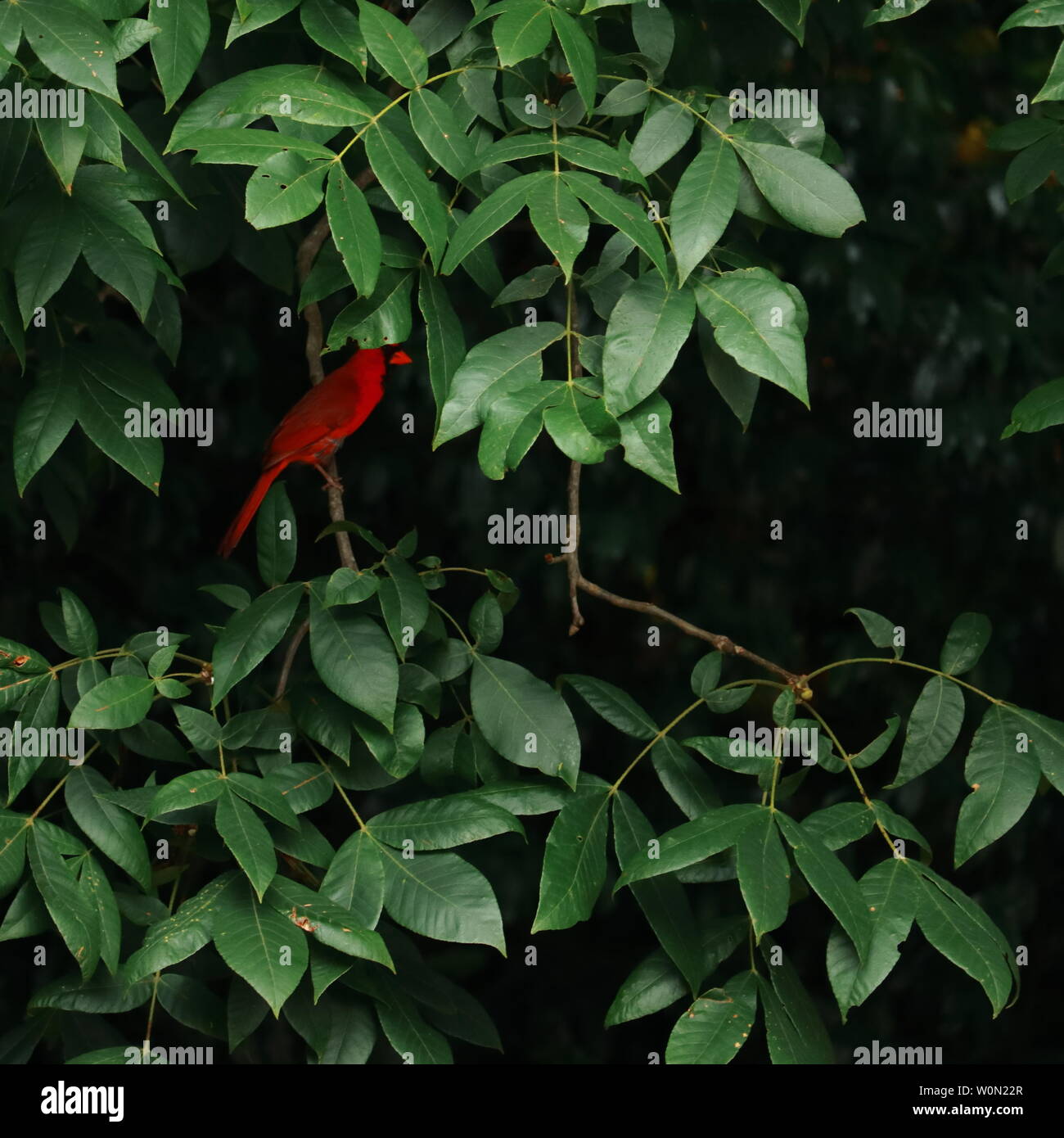 Un maschio di northern cardinale seduto in un albero dopo aver mangiato. Foto Stock
