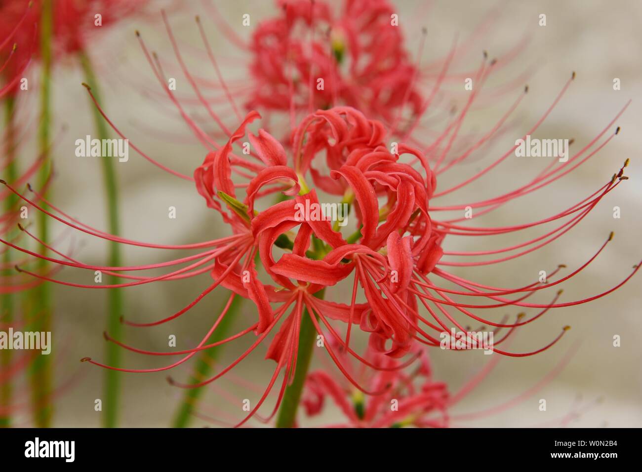 Arachidi. Foto Stock
