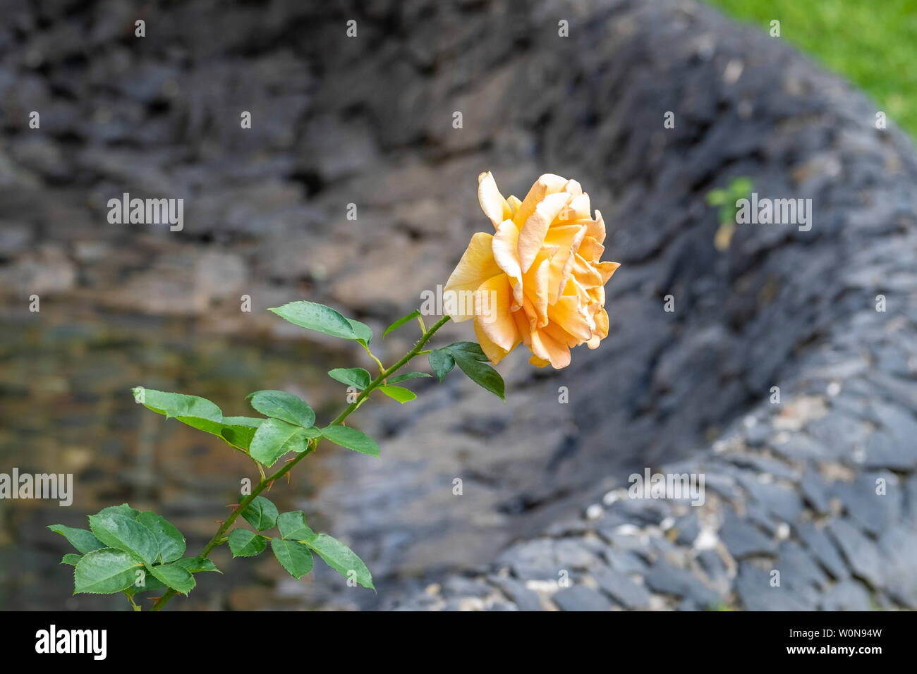 Meraviglioso rose su Tenerife Foto Stock