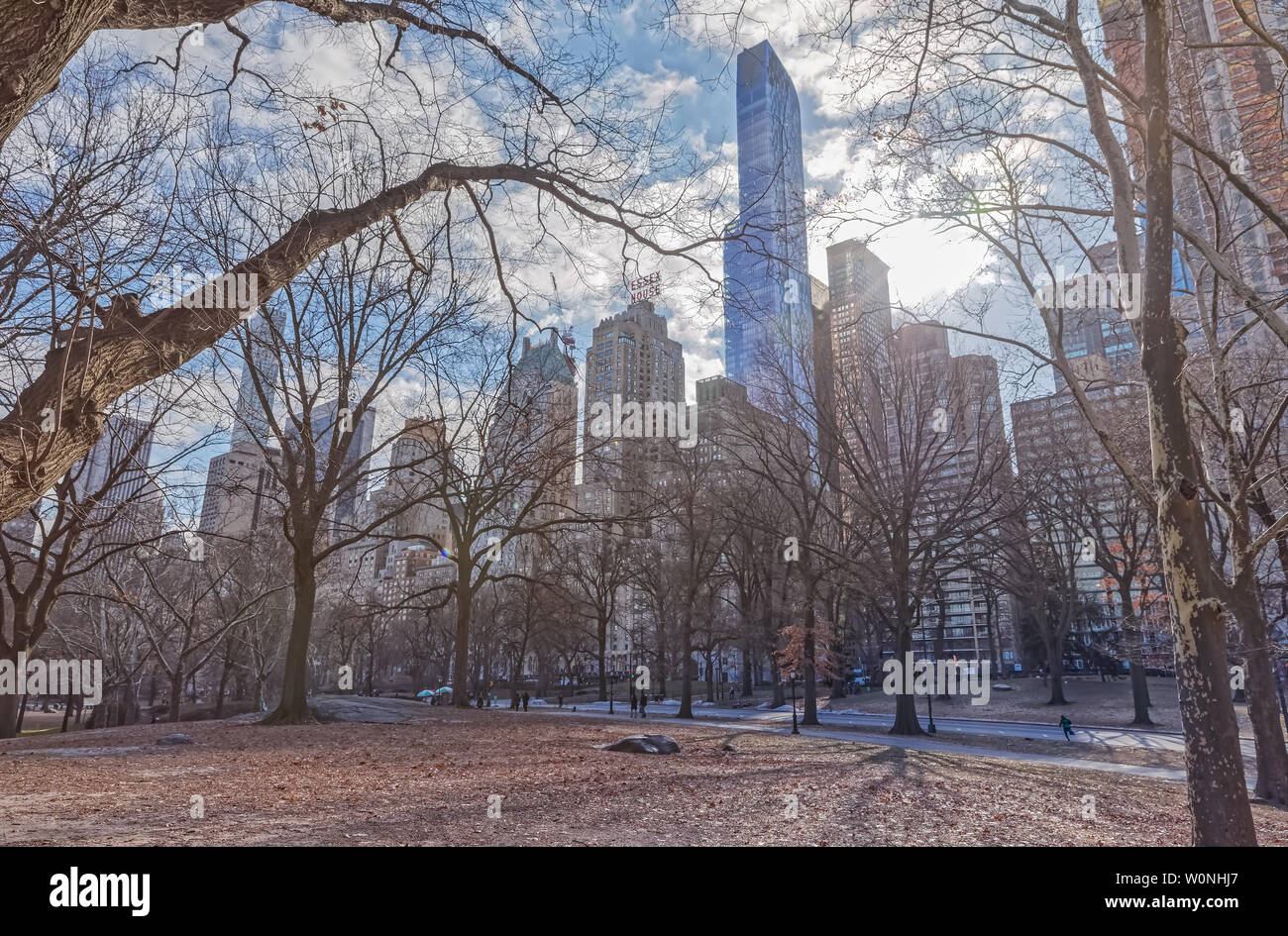 Alberi di New York nel periodo invernale di Central Park Foto Stock