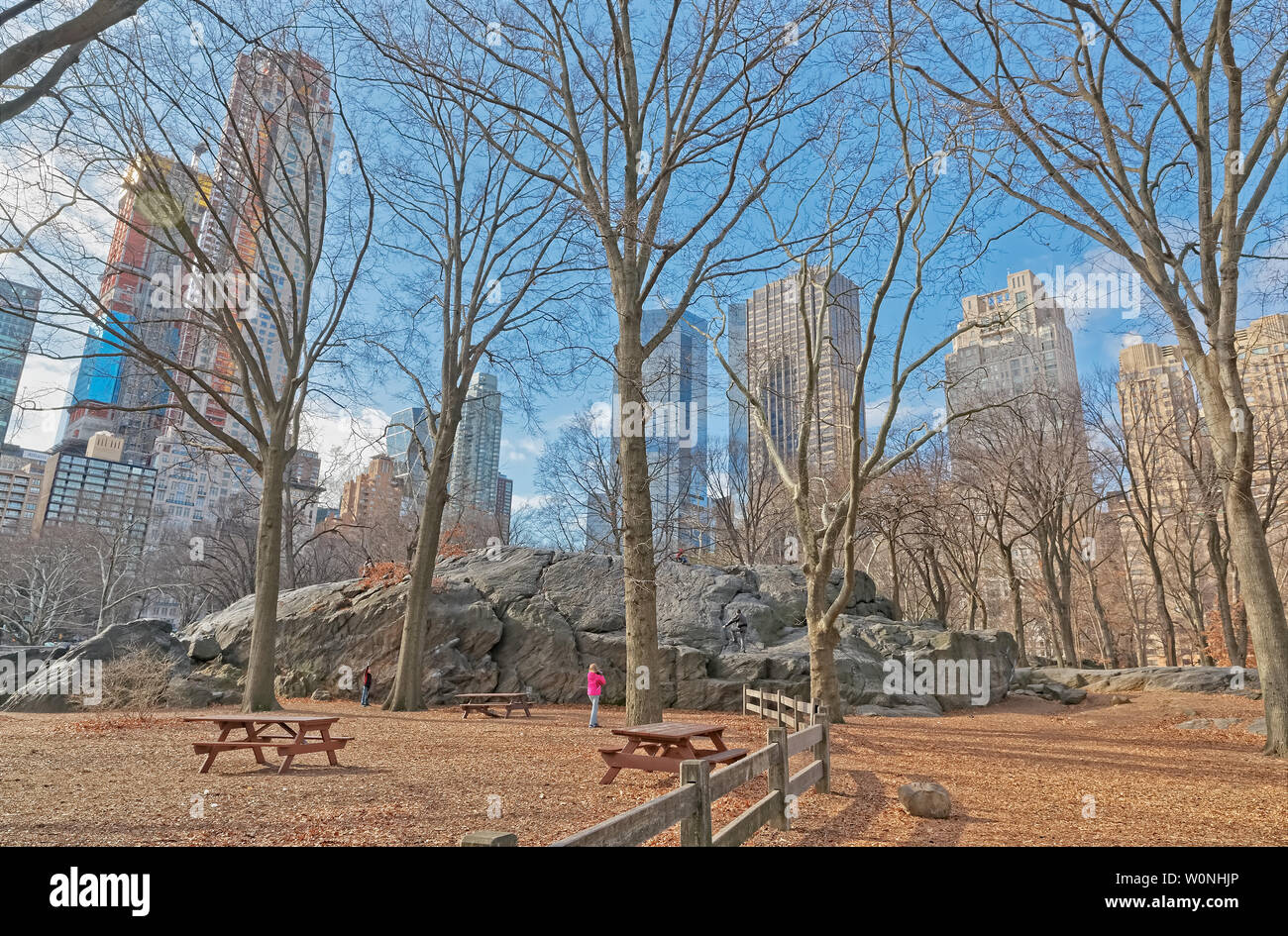 Alberi di New York nel periodo invernale di Central Park Foto Stock