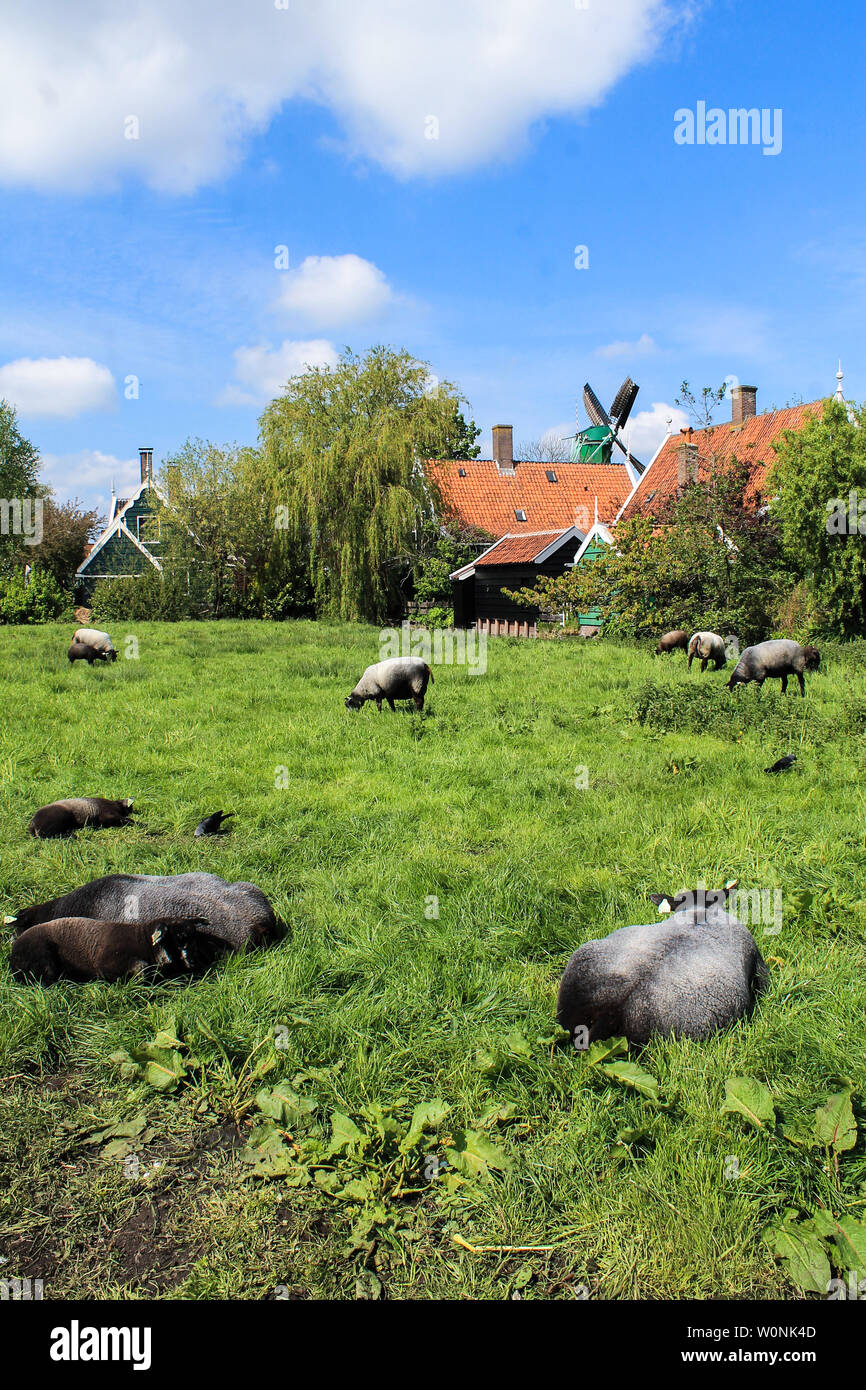 La vita in Zaanse Schans - agriturismo e pecore in Nederland Foto Stock