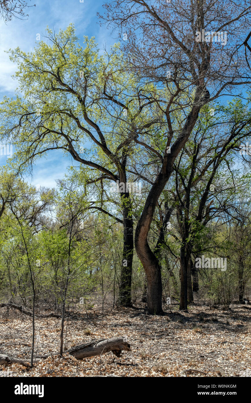 Pioppi neri americani alberi sul Rio Grande bosque (fiume) foresta in primavera nel Nuovo Messico Foto Stock