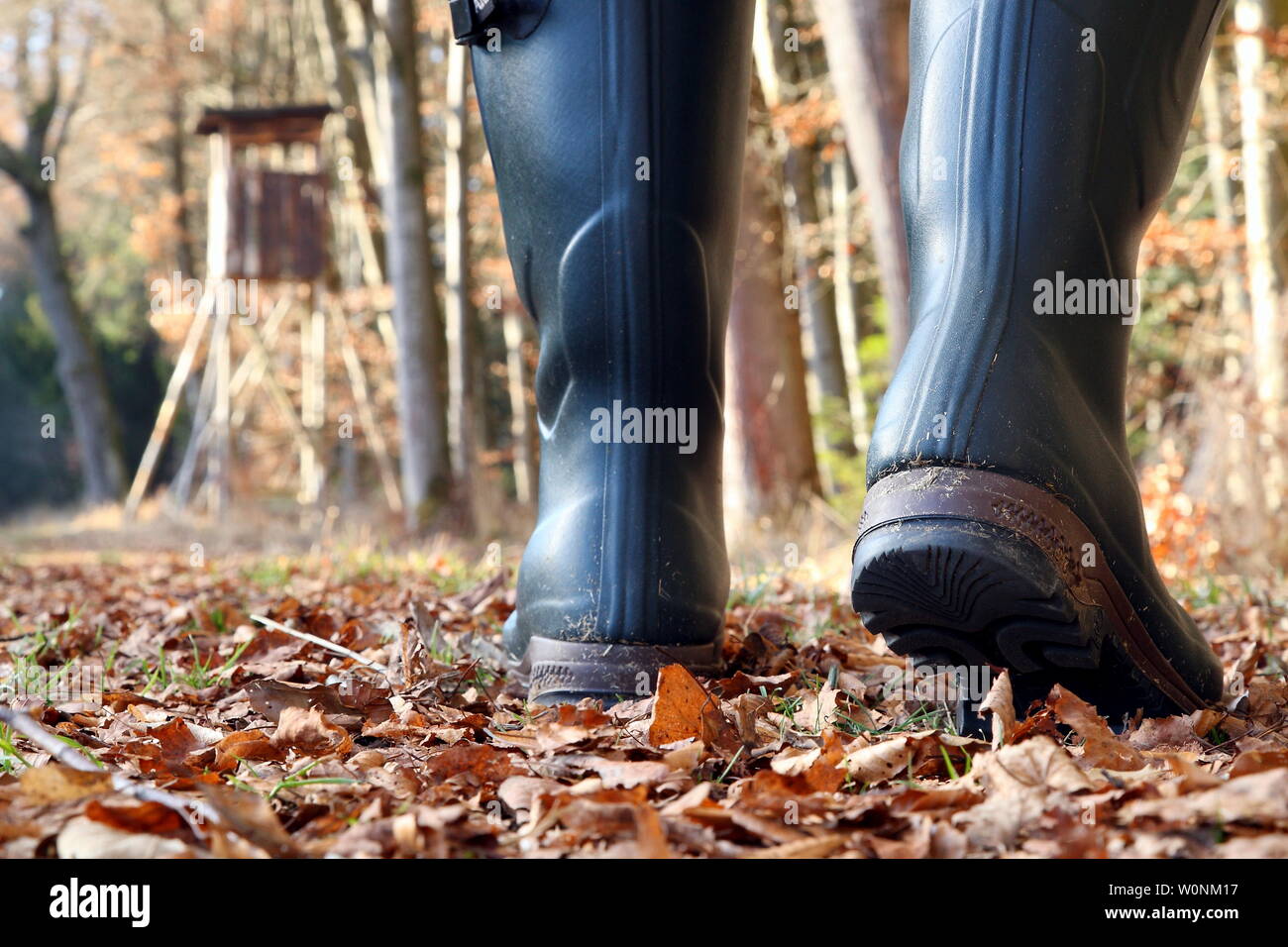 Indispensabile attrezzatura di caccia, stivali di gomma per la caccia.  Cacciatore con gumboots va a caccia del suo pulpito Foto stock - Alamy