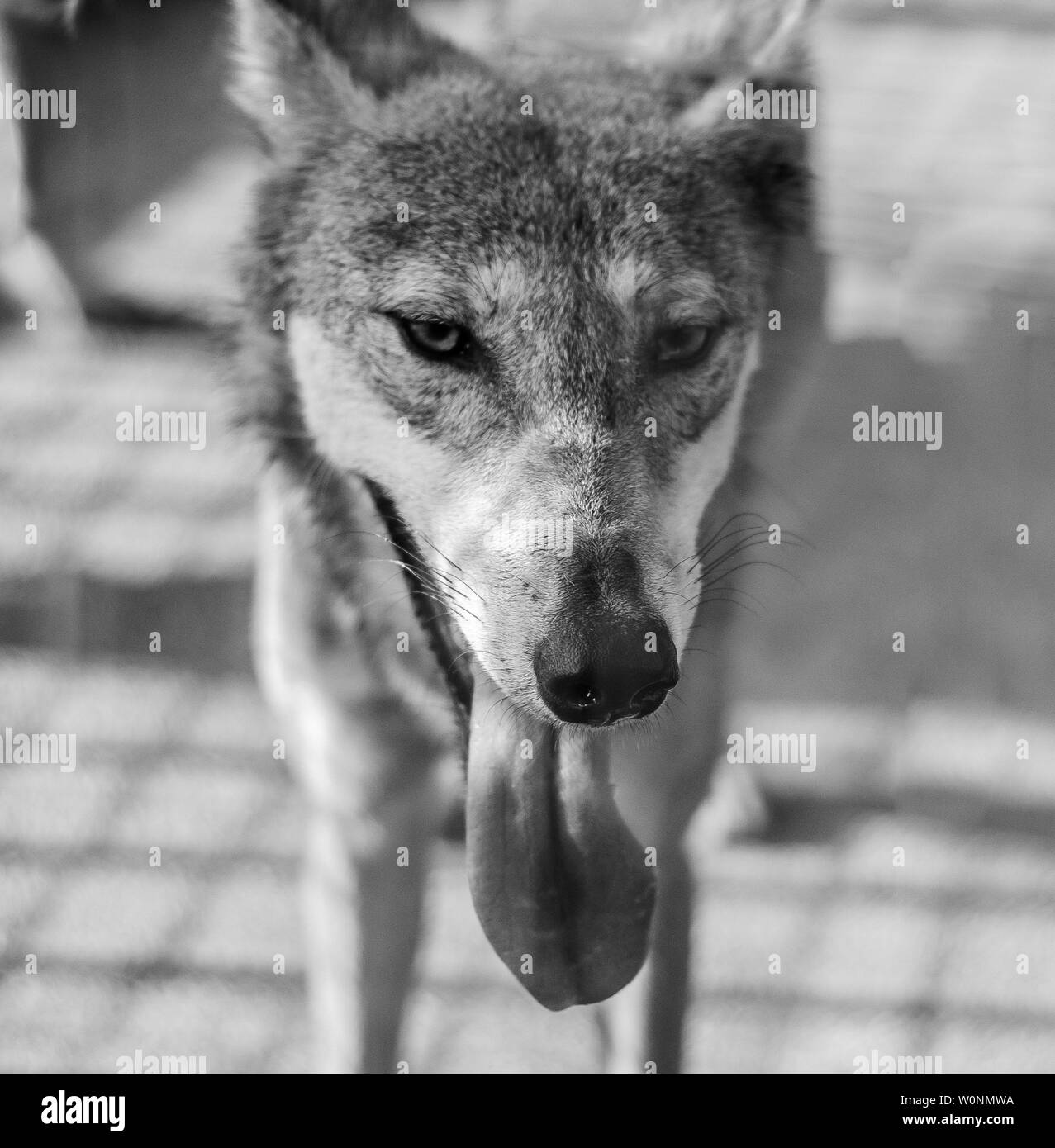 Il lupo con la sua lingua e in bianco e nero. Foto Stock