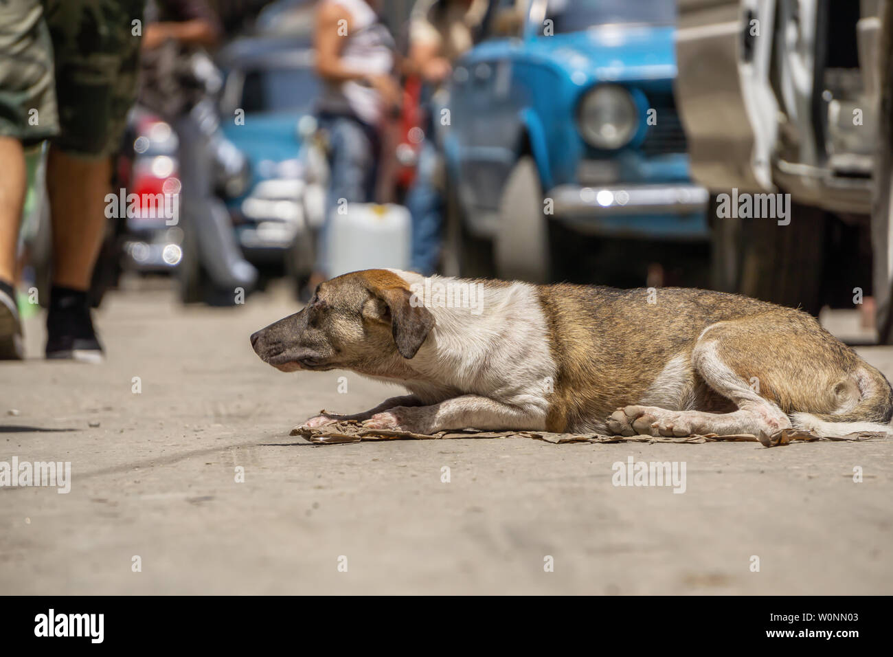 Poveri, indesiderato, cane senzatetto per le strade di l'Avana Vecchia città capitale di Cuba, durante una giornata di sole. Foto Stock