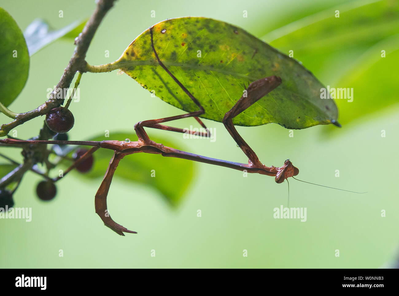 Mantis in andasibe madagascar Foto Stock