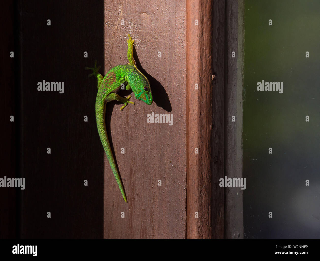 Giorno gecko nel parco di andasibe, madagascar Foto Stock