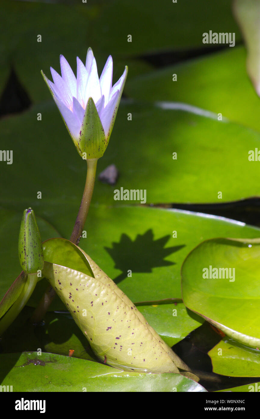 Immagine di un fiore della specie Nymphaea caerulea, noto come lotus egiziano, egiziano blue lotus o blu giglio d'acqua. Questa è una pianta acquatica belongin Foto Stock