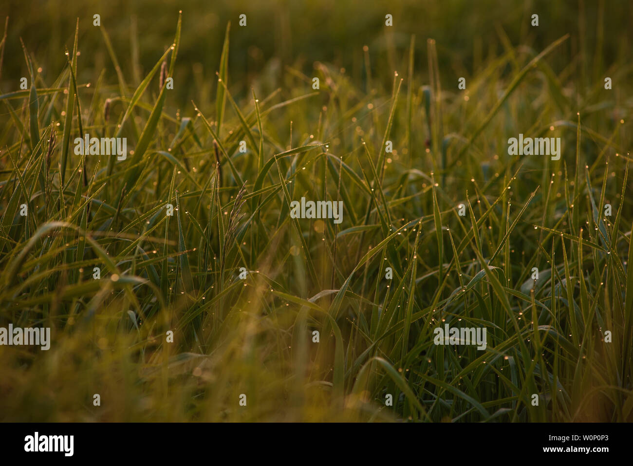 La mattina presto. Il sorgere del sole. Calda luce brilla nel dewdrops del campo erba impigliate in una sottile rete di ragnatele. Foto Stock