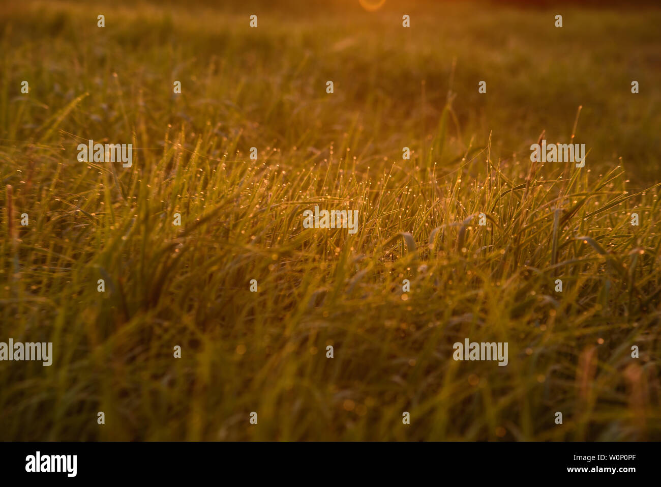 La mattina presto. Il sorgere del sole. Calda luce brilla nel dewdrops del campo erba impigliate in una sottile rete di ragnatele. Foto Stock