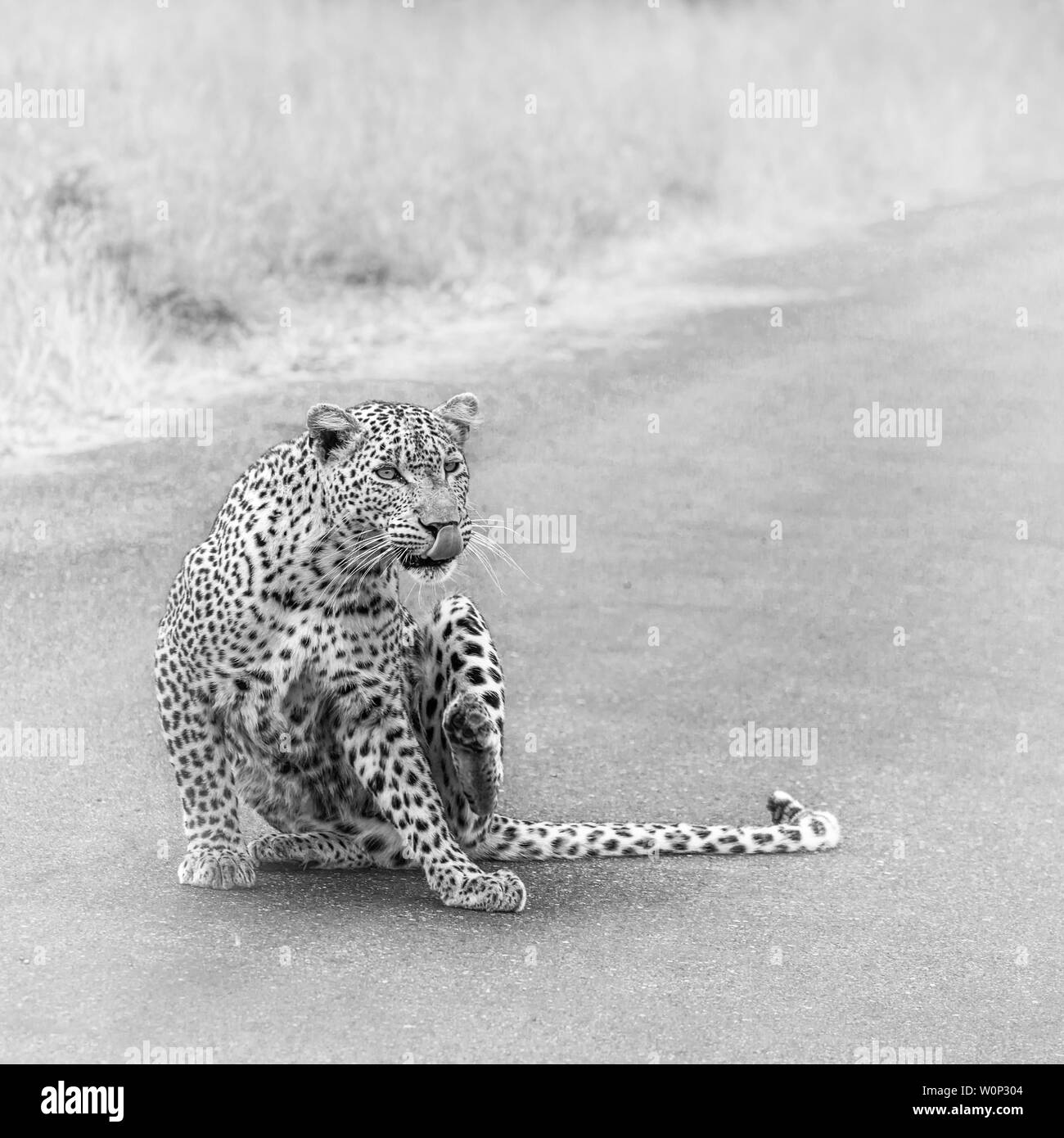 Leopard graffi sulla strada nel parco nazionale di Kruger, Sud Africa ; Specie Panthera pardus della famiglia Felidae Foto Stock