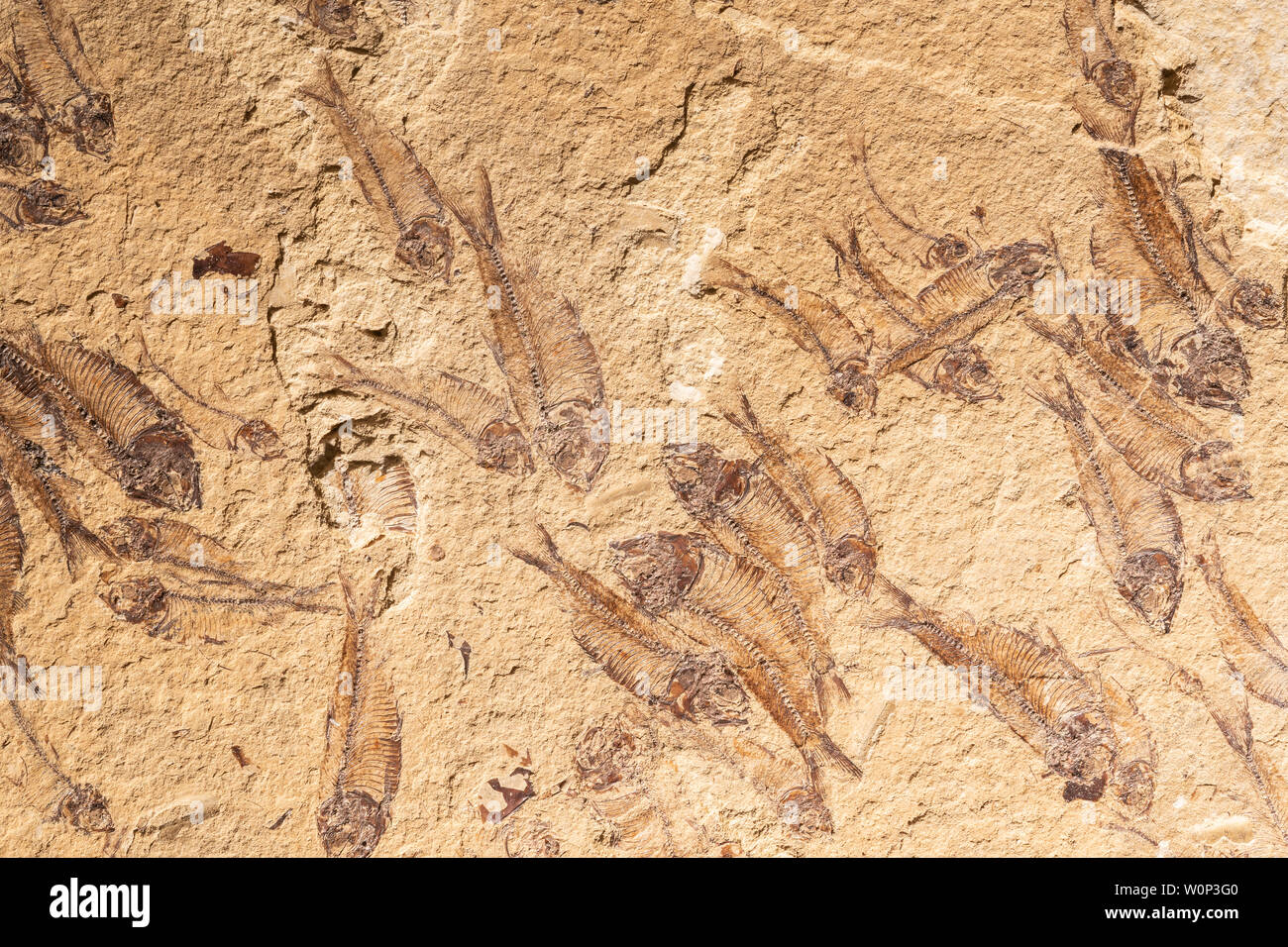 I fossili di acqua dolce Aringa (Knightia sp.) Eocene Epoch. 50 milioni di anni. Green River formazione. Kemmerer, Wyoming USA, la cortesia di fossili ZRS Foto Stock