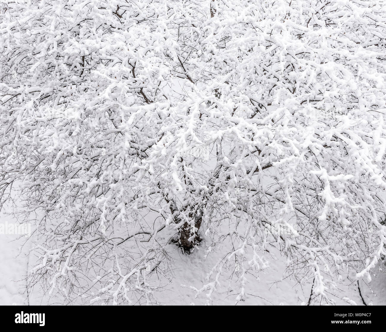 Aprile tempesta di neve, bosco, STATI UNITI D'AMERICA, di Dominique Braud/Dembinsky Foto Assoc Foto Stock