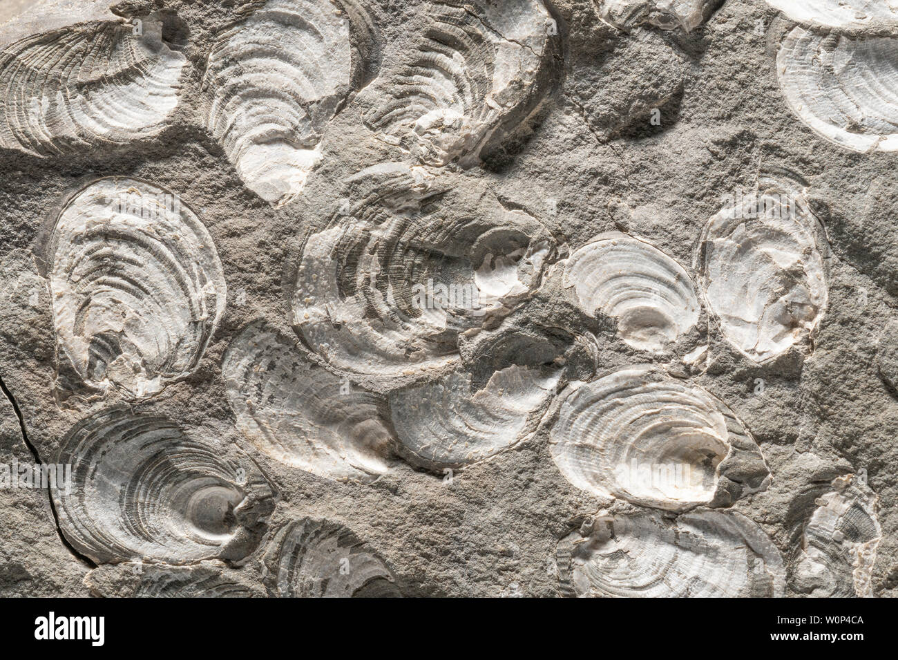 Fossili di vongole, Valle dei Diecimila Fumi, Katmai National Park, Alaska, Stati Uniti d'America, di Dominique Braud/Dembinsky Foto Assoc Foto Stock