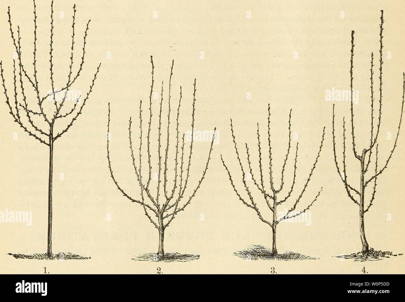 Immagine di archivio da pagina 13 del catalogo descrittivo di frutta (1881). Catalogo descrittivo dei frutti descriptivecatal1881ellw Anno: 1881 ELL WANGER & BARRY a quindici piedi oltre ogni modo 20O '18 ' ' 135 '20 ' ' 110 '25 ' ' 70 '30 ' ' 50 il numero di impianti necessari per un acro, a qualsiasi distanza oltre, può essere accertato dividendo il numero di piedi quadrati in un acro (43.560), per il numero di piedi quadrati dato a ciascun impianto, che si ottiene moltiplicando la distanza tra le righe in base alla distanza tra il planU. In tal modo le fragole coltivate tre piedi da un piede, dare a ciascun impianto compagnia Foto Stock