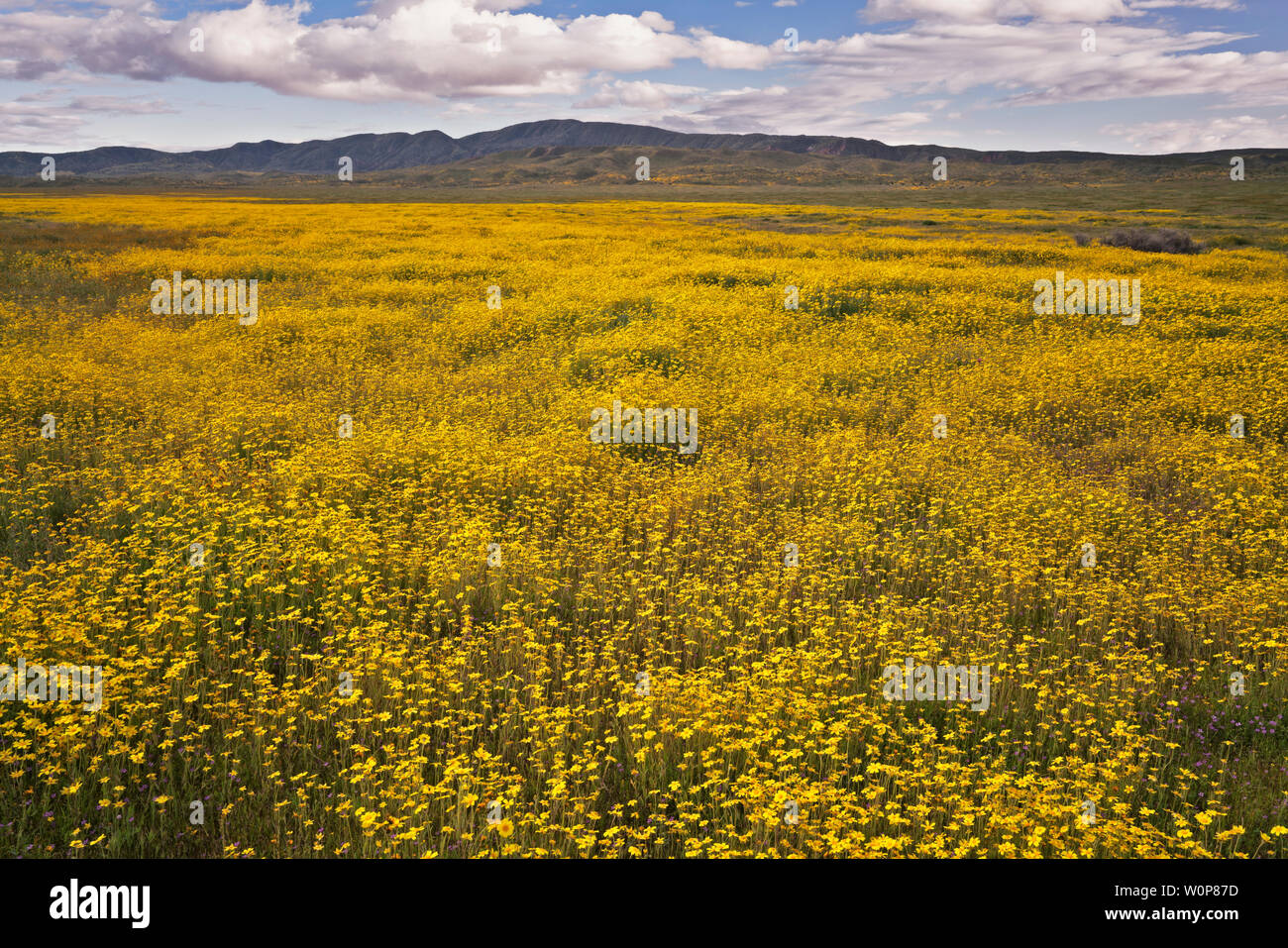 Hillside margherite tappeto California's Carrizo Plain monumento nazionale durante la primavera Super Bloom di 2019. Foto Stock