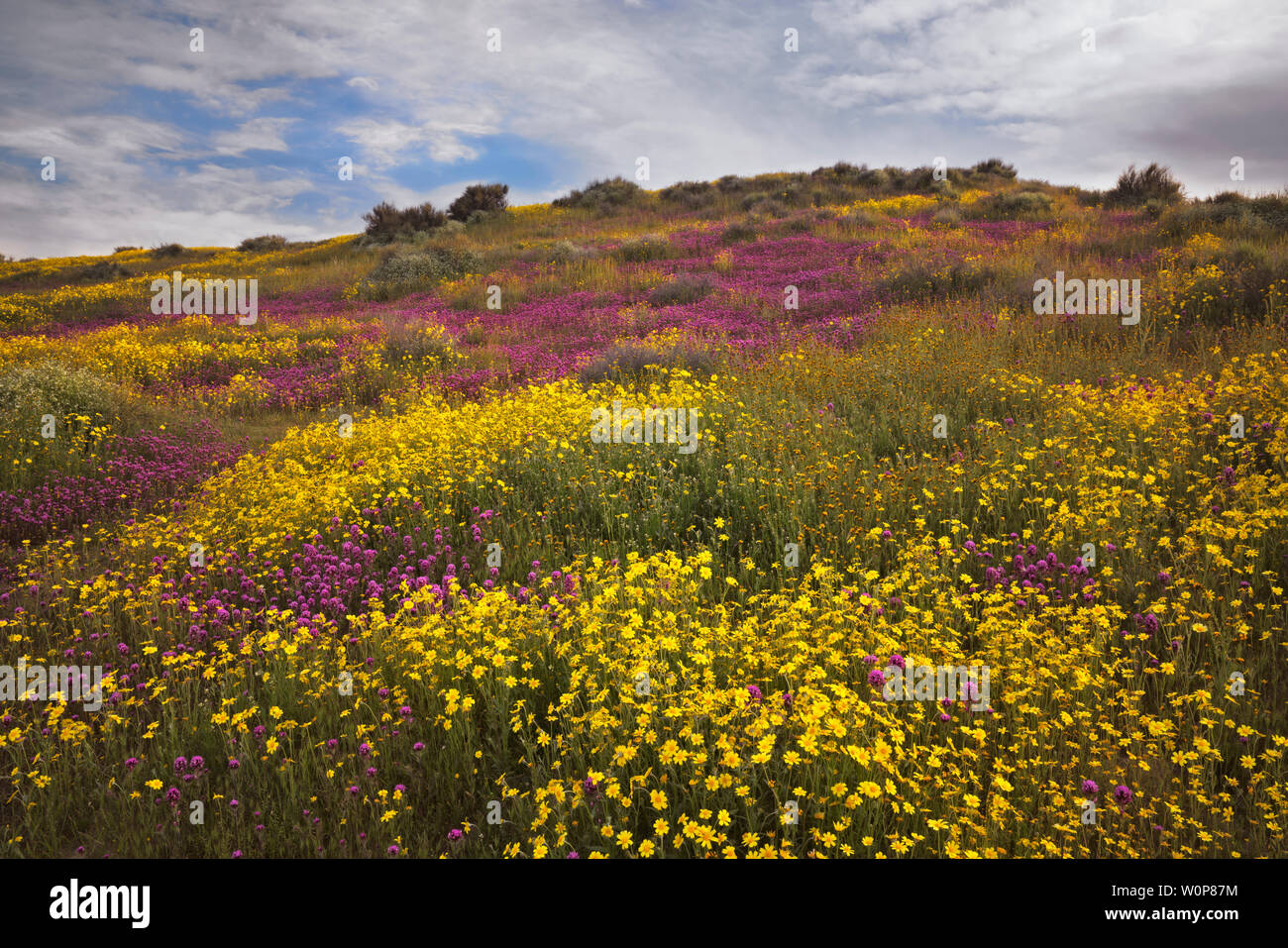 Hillside margherite tappeto California's Carrizo Plain monumento nazionale durante la primavera Super Bloom di 2019. Foto Stock