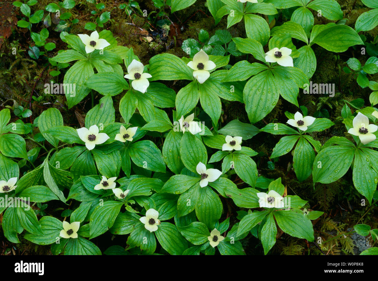 Stati Uniti d'America, Washington, il Parco Nazionale di Olympic, fiori e foglie di bunchberry (Cornus canadensis), Sol Duc Valle. Foto Stock