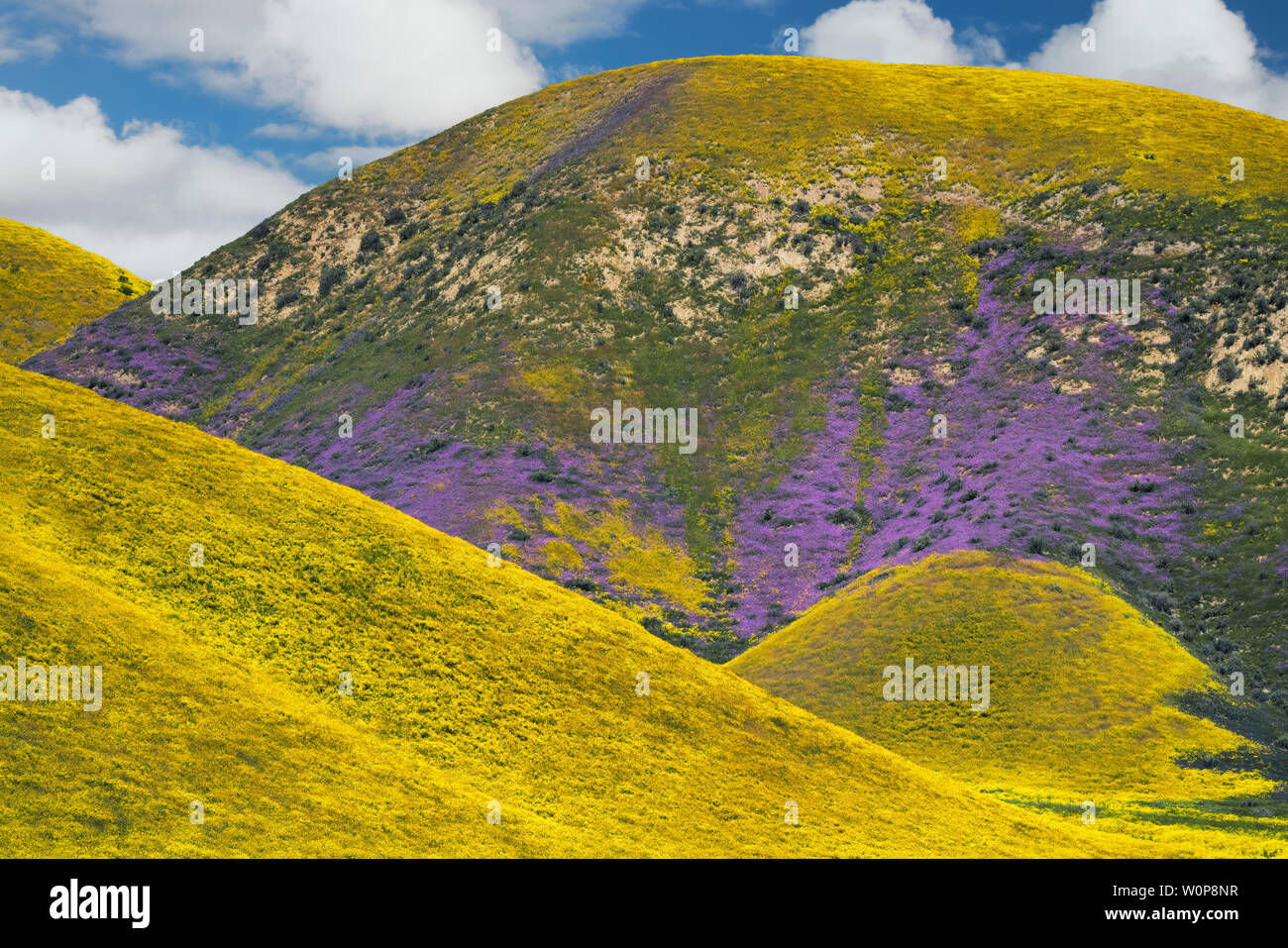 Hillside margherite tappeto California's Carrizo Plain monumento nazionale durante la primavera Super Bloom di 2019. Foto Stock