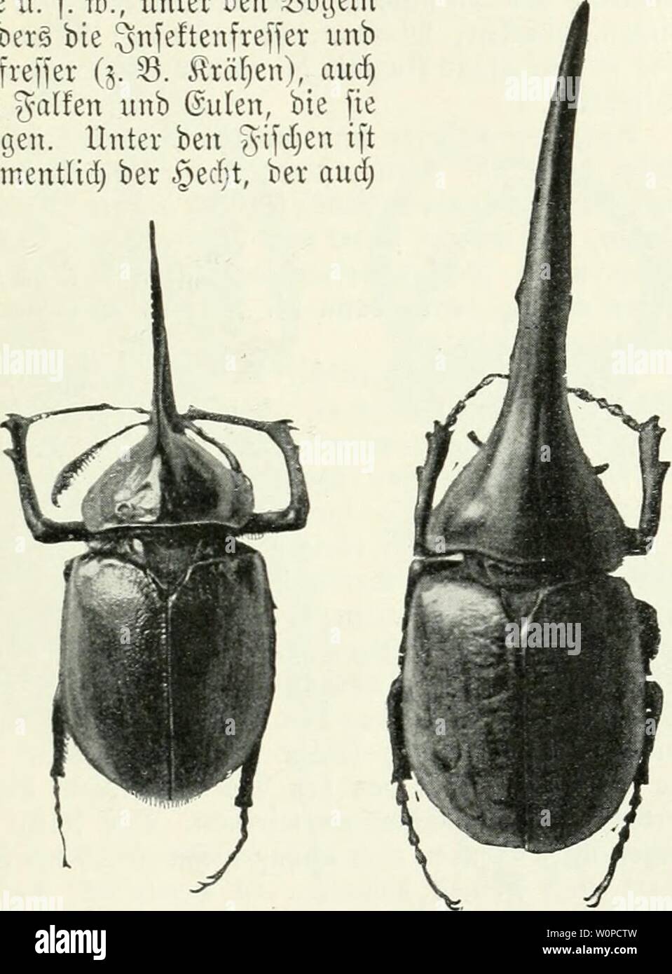 Immagine di archivio da pagina 44 di Der Käfersammler caldaia a recupero von der. Der Käfersammler. Caldaia a recupero. von der Redaktion des guten Kameraden derkfersammler00bauauoft Anno: 1911 ftcinbe berÄofer unbSavuen; djumütel gegen erftere. 41 Itdje Sftafjrung &ficfj u. 3Son ben Säugetieren finb e§ gücfjfe, ®annuncio)fe, Sgel, Sären, 2(ffcn, 9Käufe, Riebet mäufe u. f. m., unter ben üßögeln befonberS bie Qnfeftcnfrcffcr unb SUIeöfreffer (g. 23. föräfjen), audj flctne Ralfen unb Guten, bie vertilgen fie. Unter ben ??ifdjen ift e§ namentlid) ber §ecf;t, ber aud) 39g. 2angatm=9Ja§F;onifafcr. (Golofa Porteri Hp., ßofumfiien, 7-9 Foto Stock