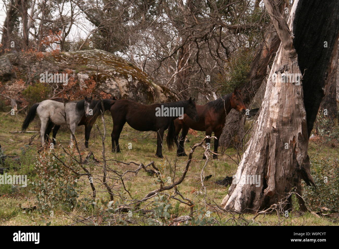 Wild brumbies nel kosciuszko national park Foto Stock