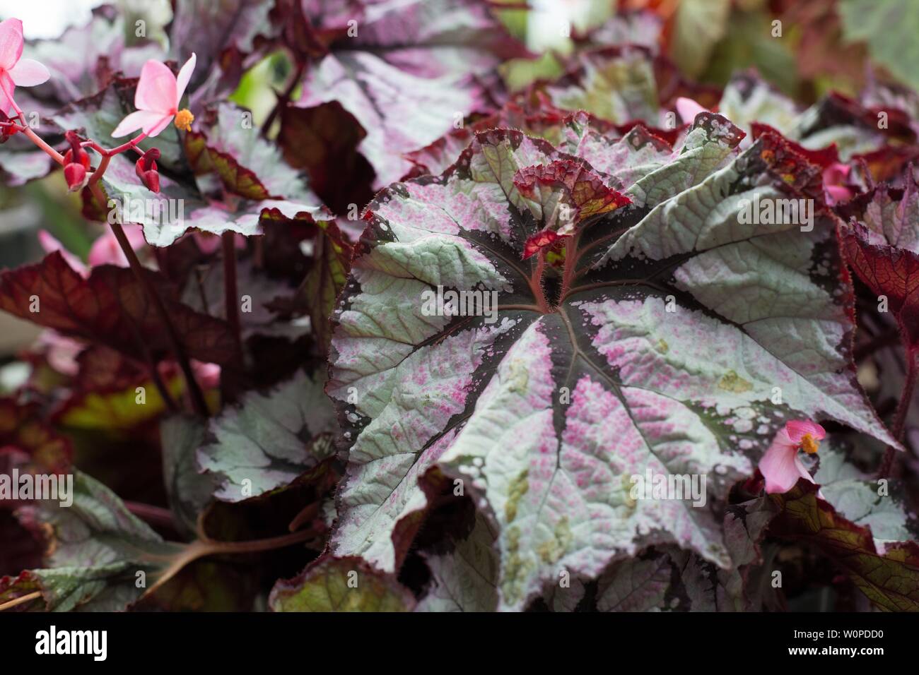 Begonia rex - foglie dipinte di begonia. Foto Stock