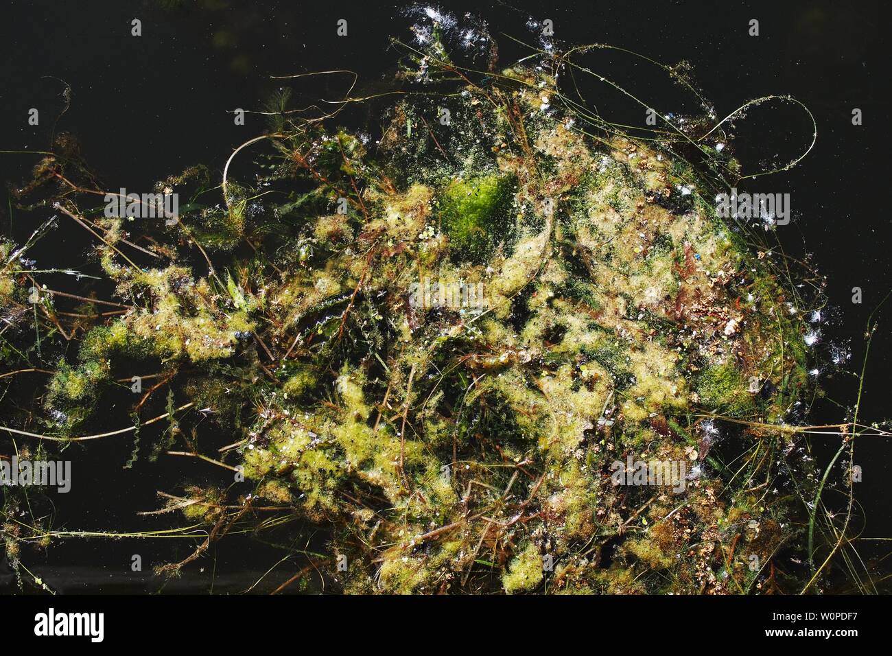 Pond scum galleggianti sulla superficie della Dow's Lake, Ottawa, Ontario, Canada. Anatre love it! Foto Stock