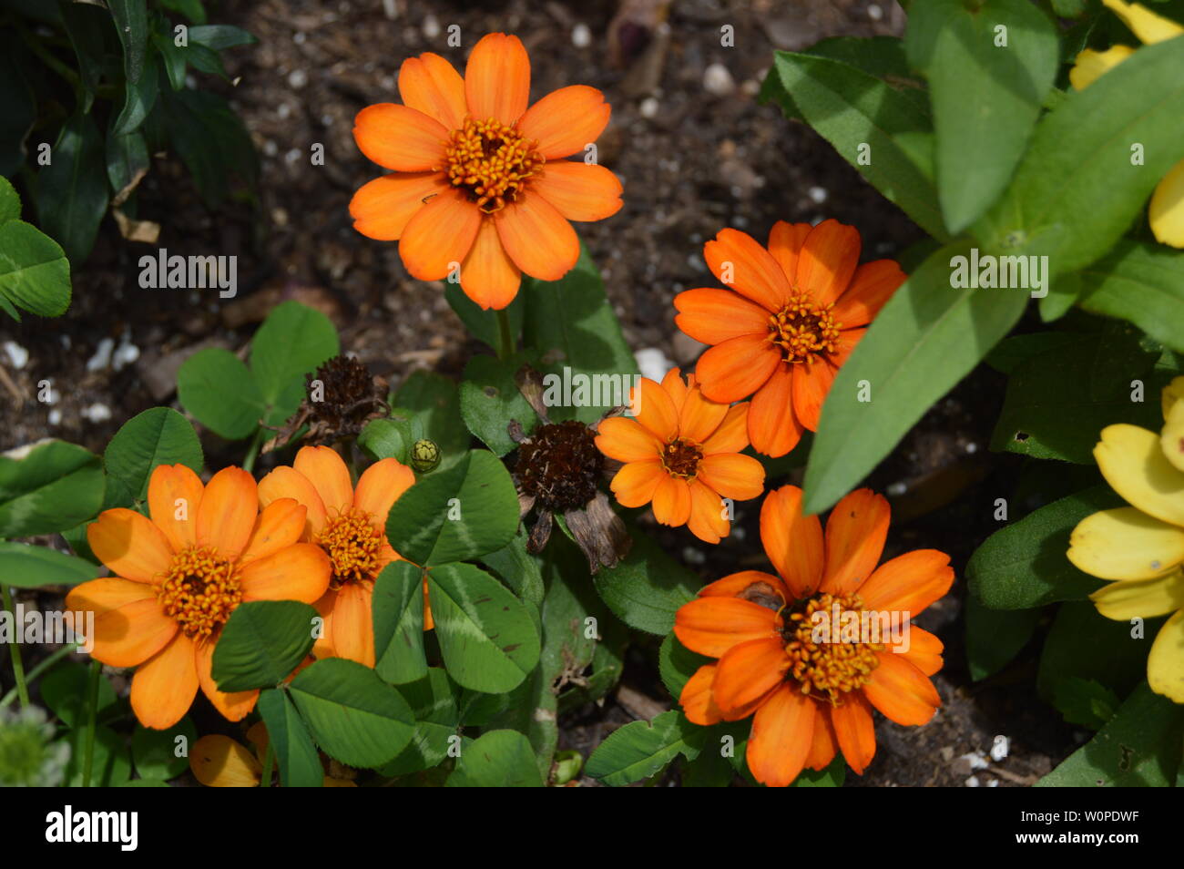 Orange Zinnia fiori estivi in sollevato letto floreale. Foto Stock