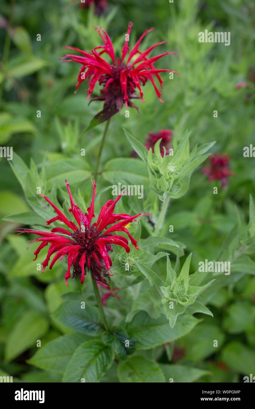 Monarda didyma - 'Scarlet Beebalm' Fiori. Foto Stock