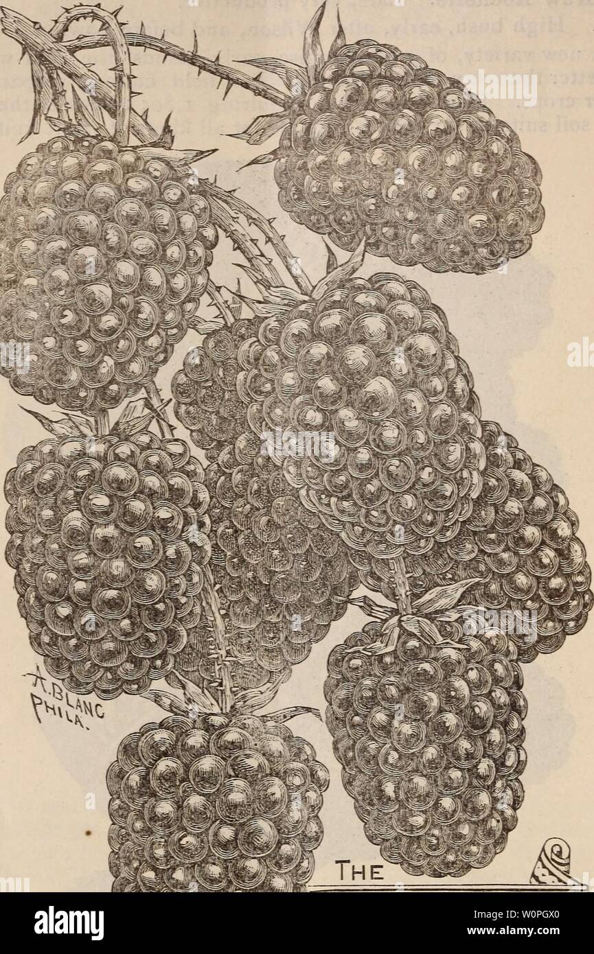 Immagine di archivio da pagina 63 del catalogo descrittivo di frutta e. Catalogo descrittivo di frutta e di alberi ornamentali e piante : coltivato per la vendita presso il grande Nord e Sud e il giardino vivaio descriptivecatal1884grea Anno: 1884 56 la crescita, e molto produttivi; possono essere piantati molto più vicini insieme piuttosto che la maggior parte dei tipi; non hardy, nord. WILSON JUNIOR Wilson"Junior. Una nuova varietà. L'ordinante dice: è stata sollevata dal seme del frutto selezionato del vecchio Wilson presto. x.s migliori in una fase molto precoce di blackberry, essendo dolce come. presto nero e non sono atti a ruotare in rosso le caselle, porta bene, Foto Stock