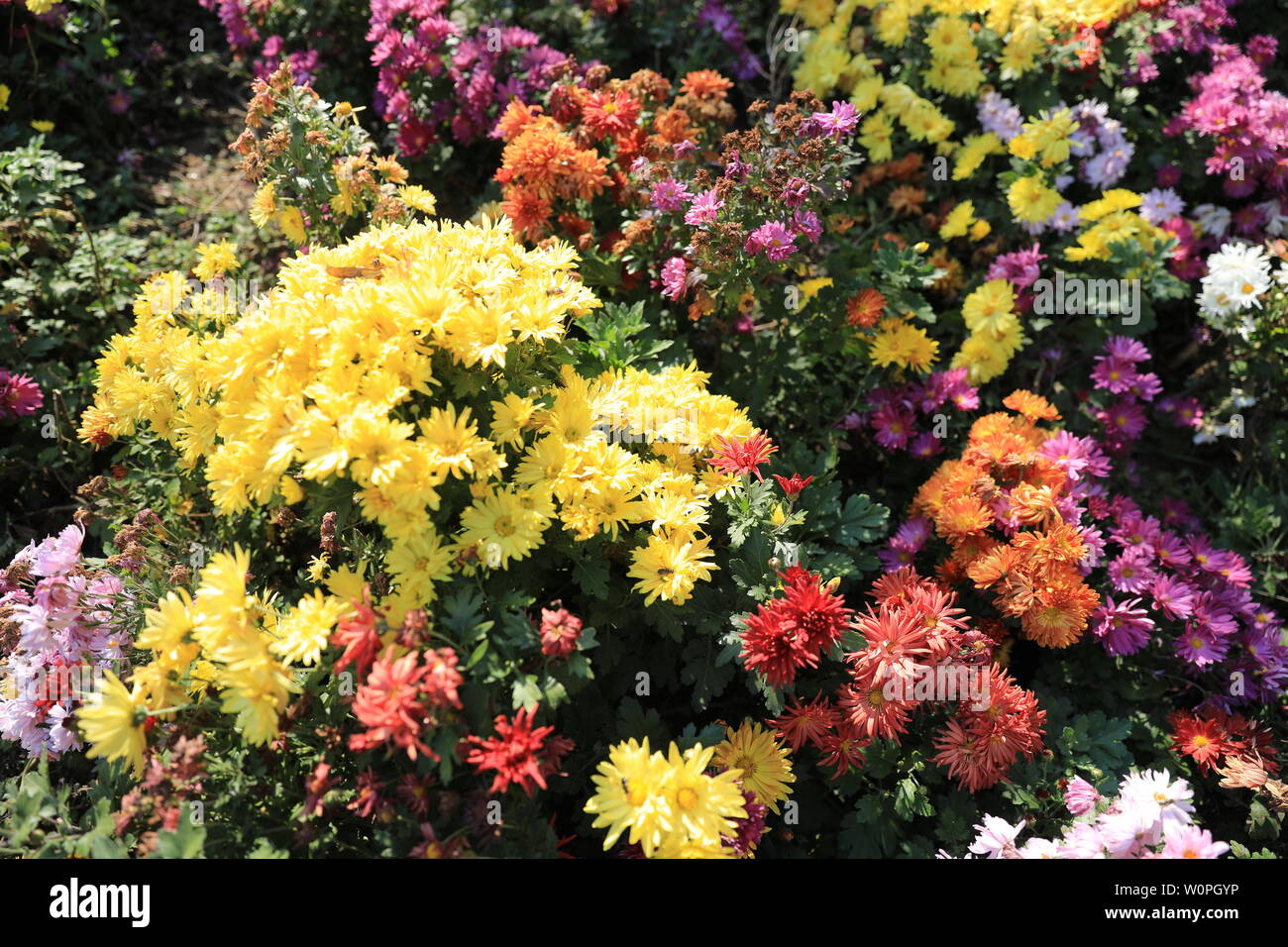 Fiore ed erba Foto Stock