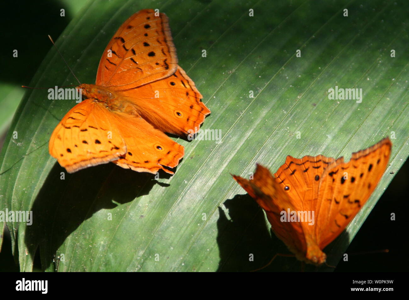 Butterfly del Queensland del nord, austtalia Foto Stock