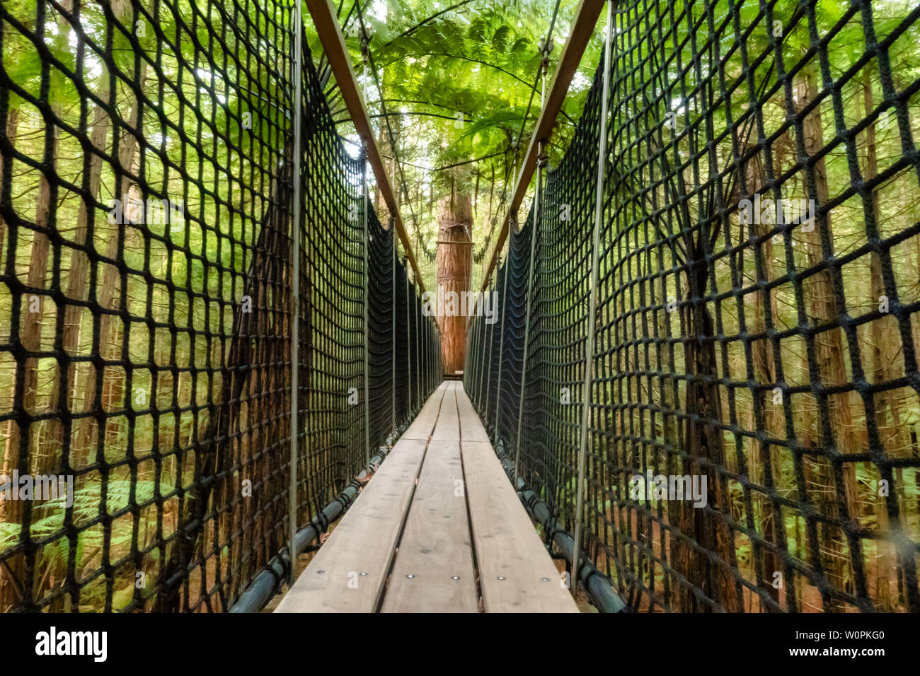 Camminando sulla piattaforma sospesa attraverso il Rotorua Redwood forest Foto Stock