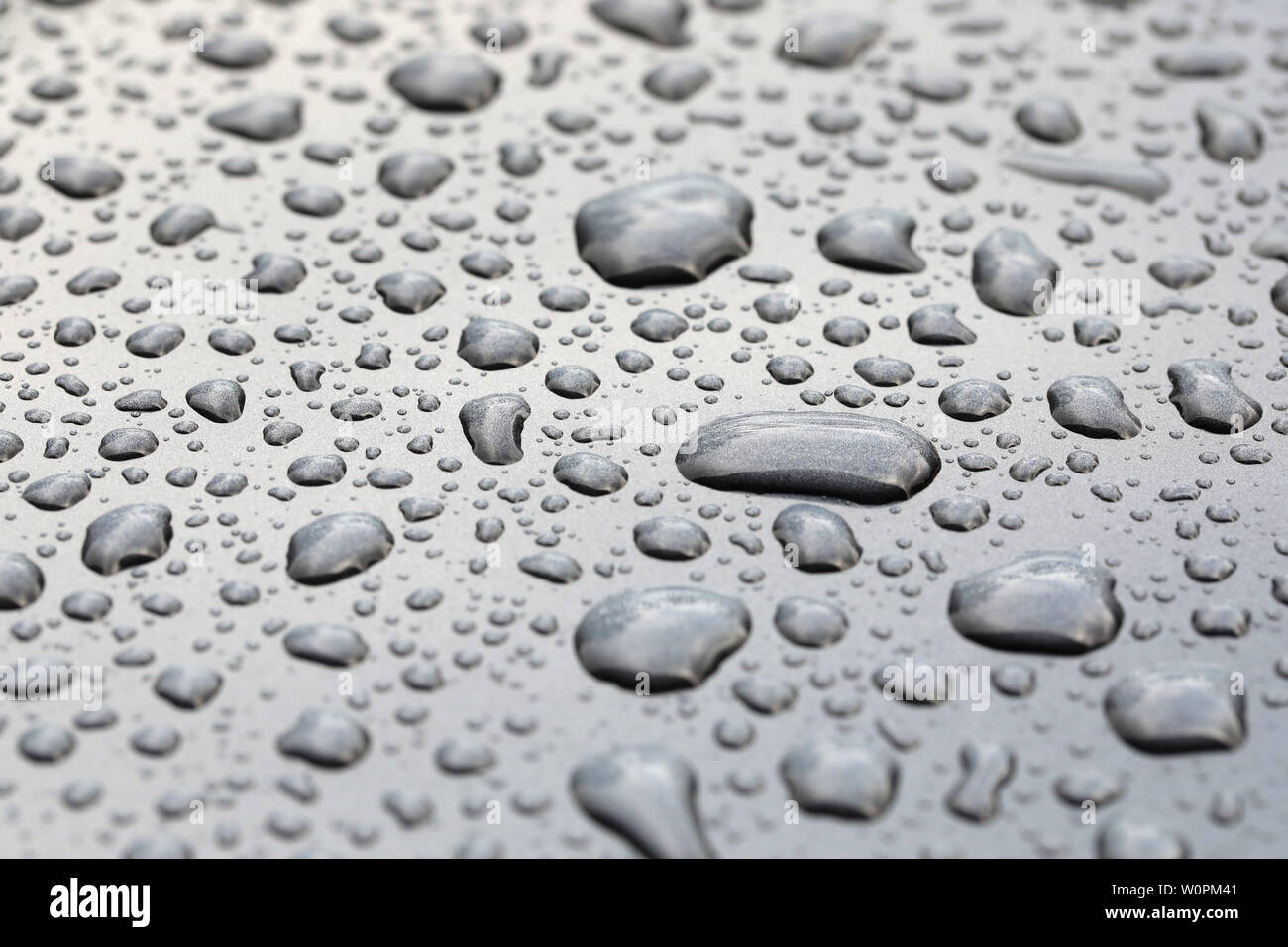 Modello di pioggia le goccioline di acqua innervamento su un lucido metallo grigio superficie. Perle di pioggia seduto su un pulito lo sfondo grigio Foto Stock