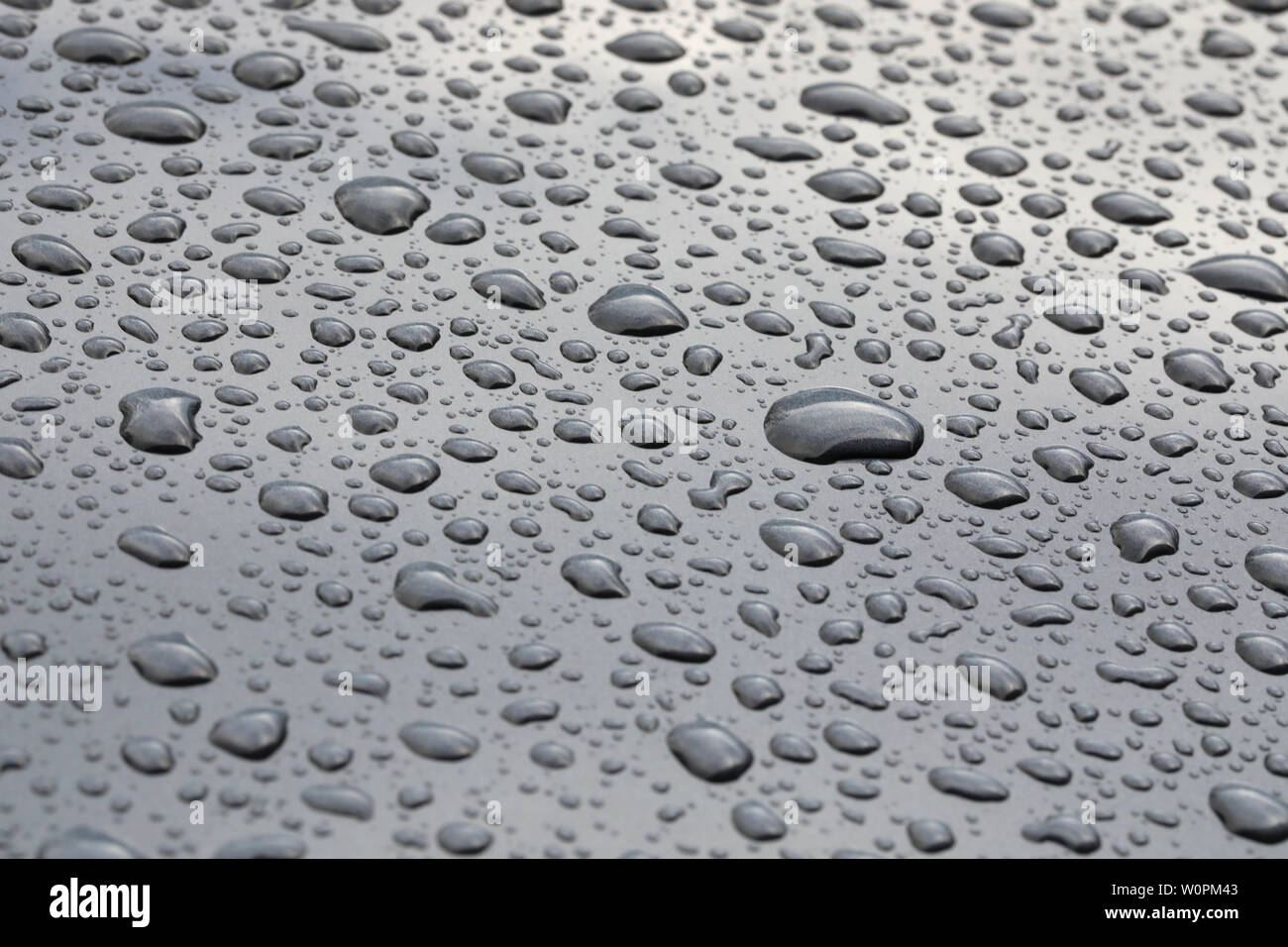 Modello di pioggia le goccioline di acqua innervamento su un lucido metallo grigio superficie. Perle di pioggia seduto su un pulito lo sfondo grigio Foto Stock