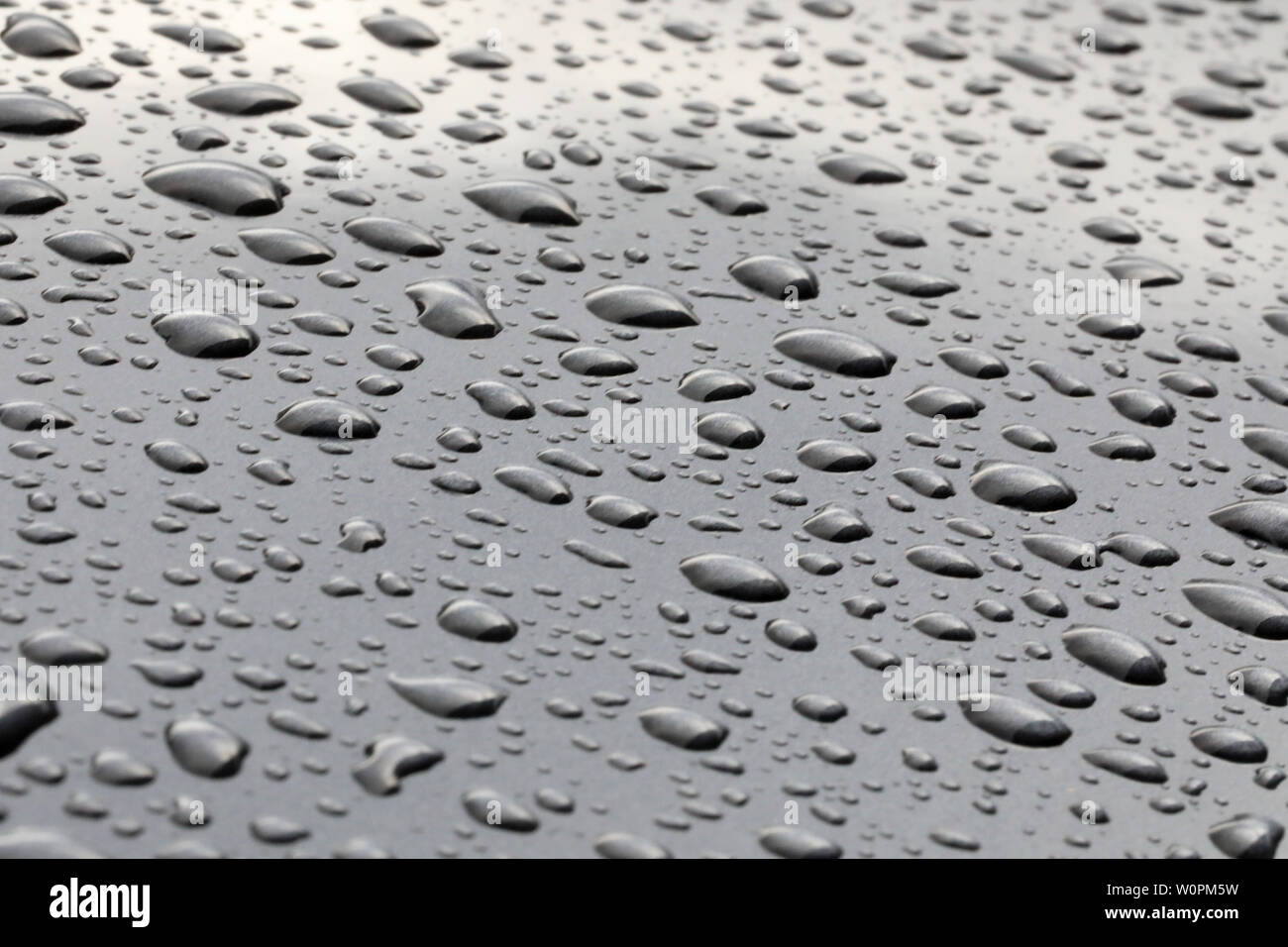 Modello di pioggia le goccioline di acqua innervamento su un lucido metallo grigio superficie. Perle di pioggia seduto su un pulito lo sfondo grigio Foto Stock